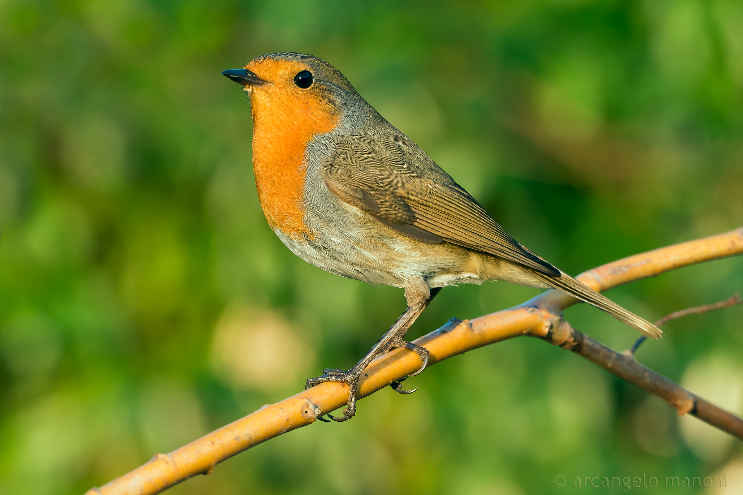 Thou shalt have no other master than myself