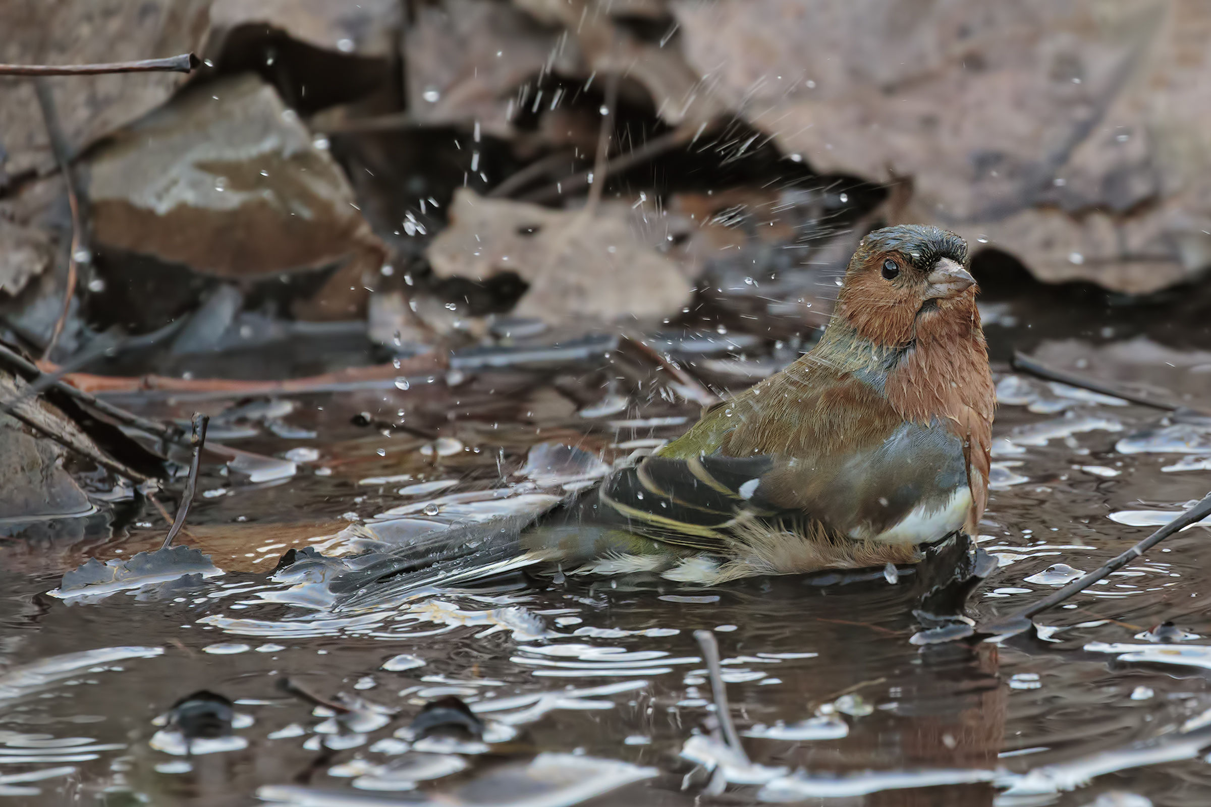 Il bagnetto del fringuello