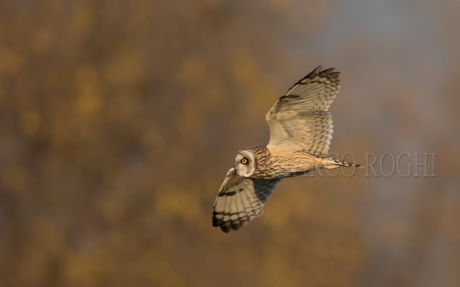 iL King of the Swamp