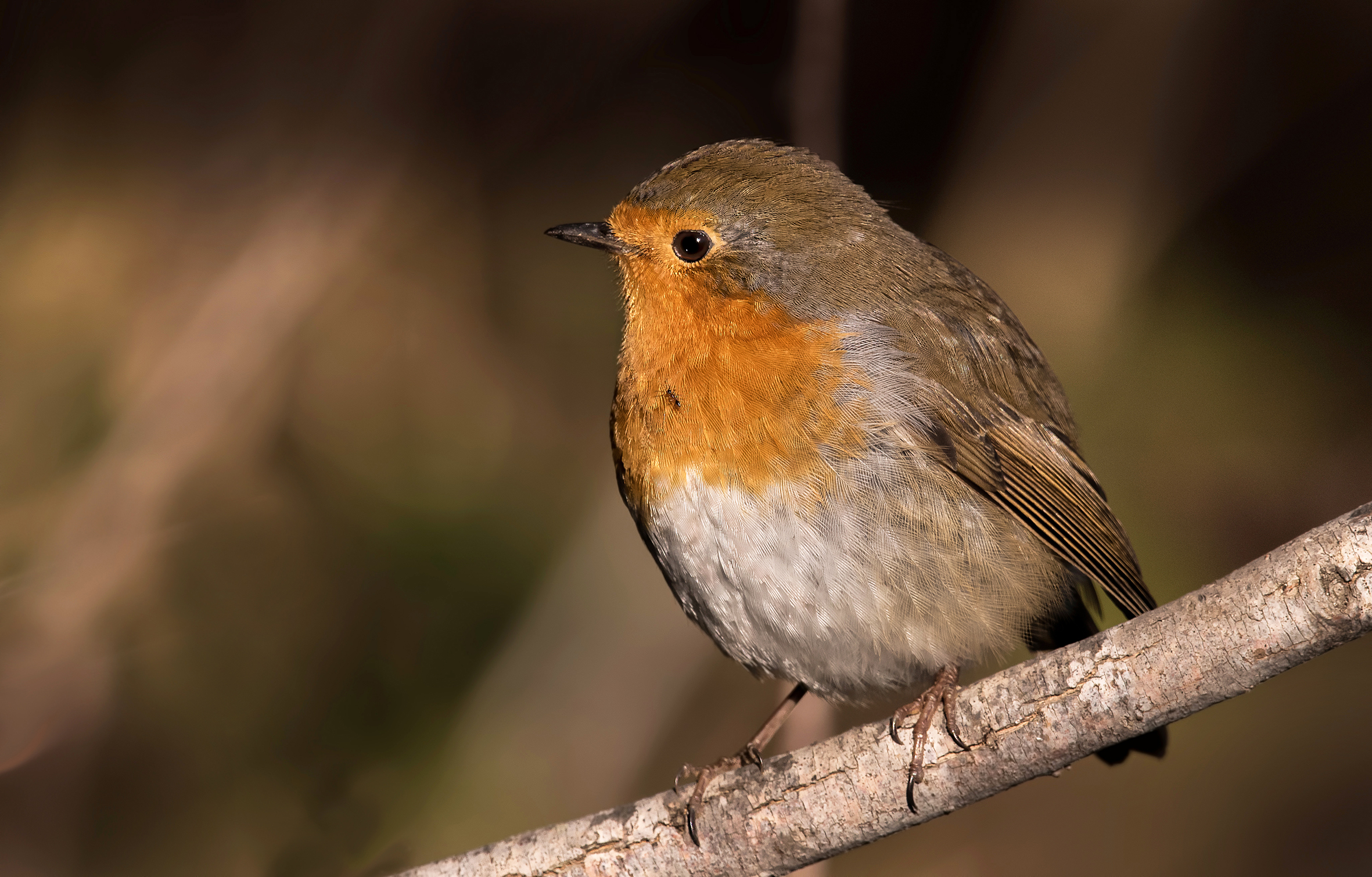 the robin and the ant --- the Robin and the ant