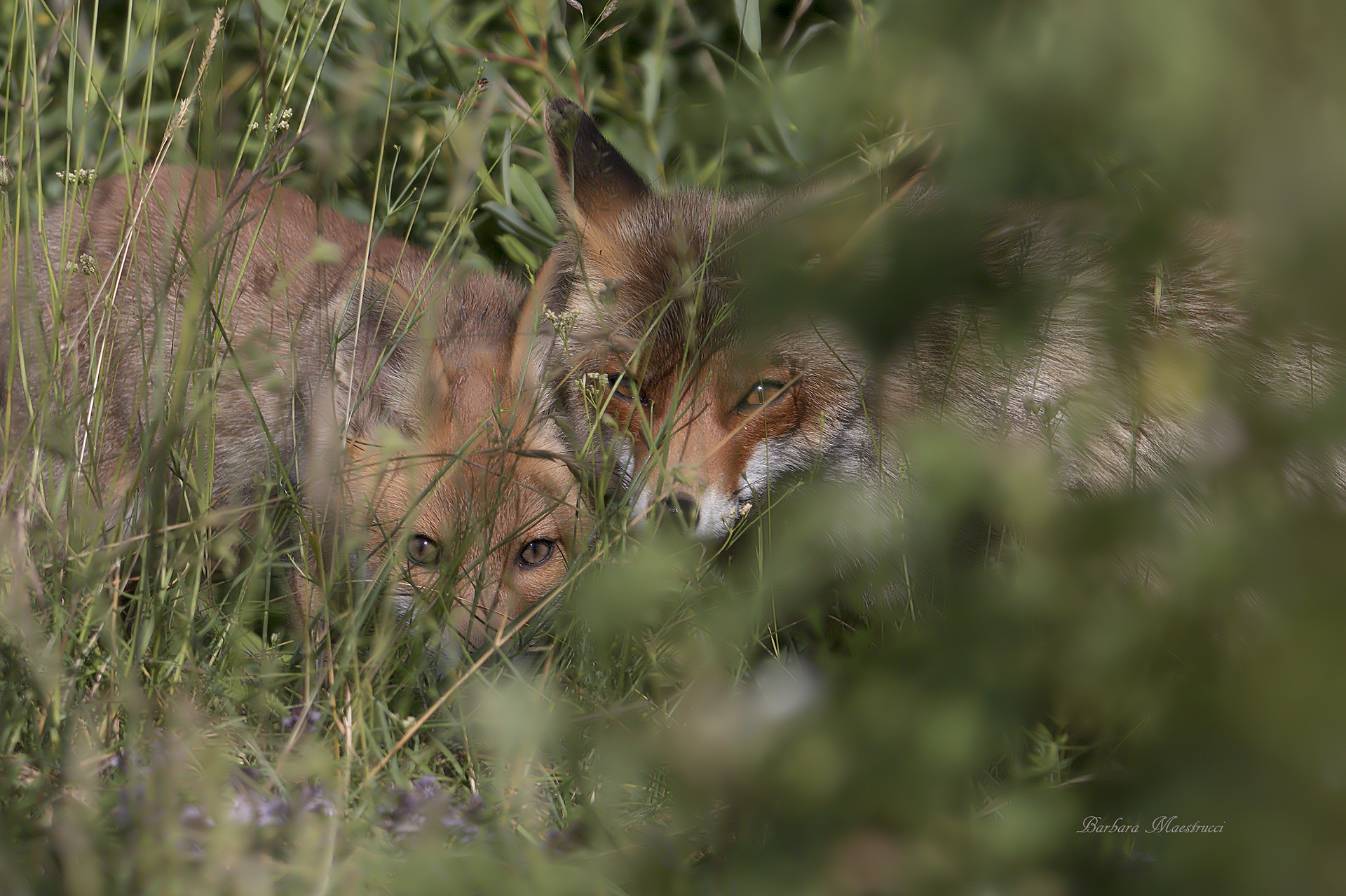 Mom there are the people !!! Let's hide !!!!