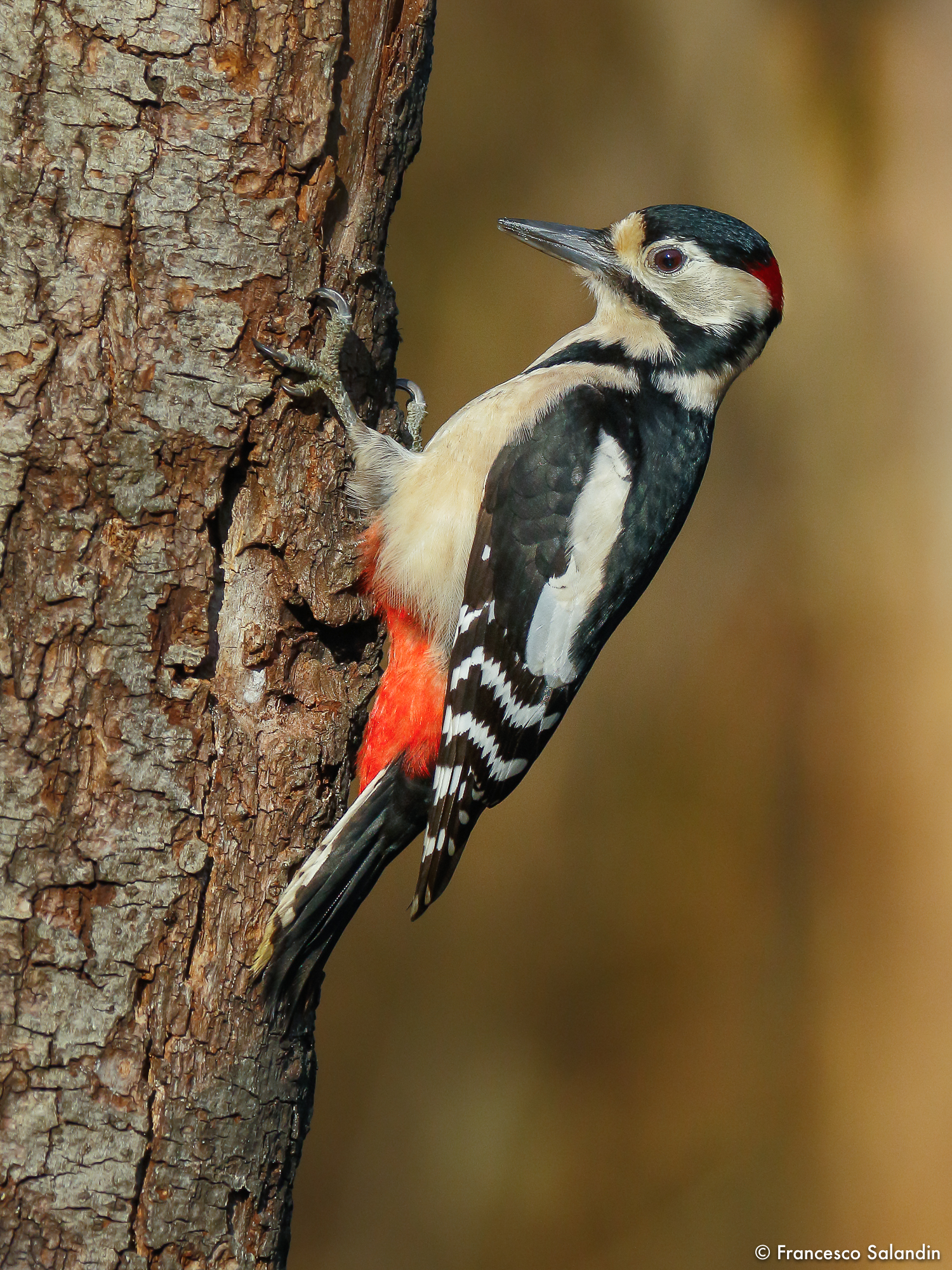 Spotted woodpecker