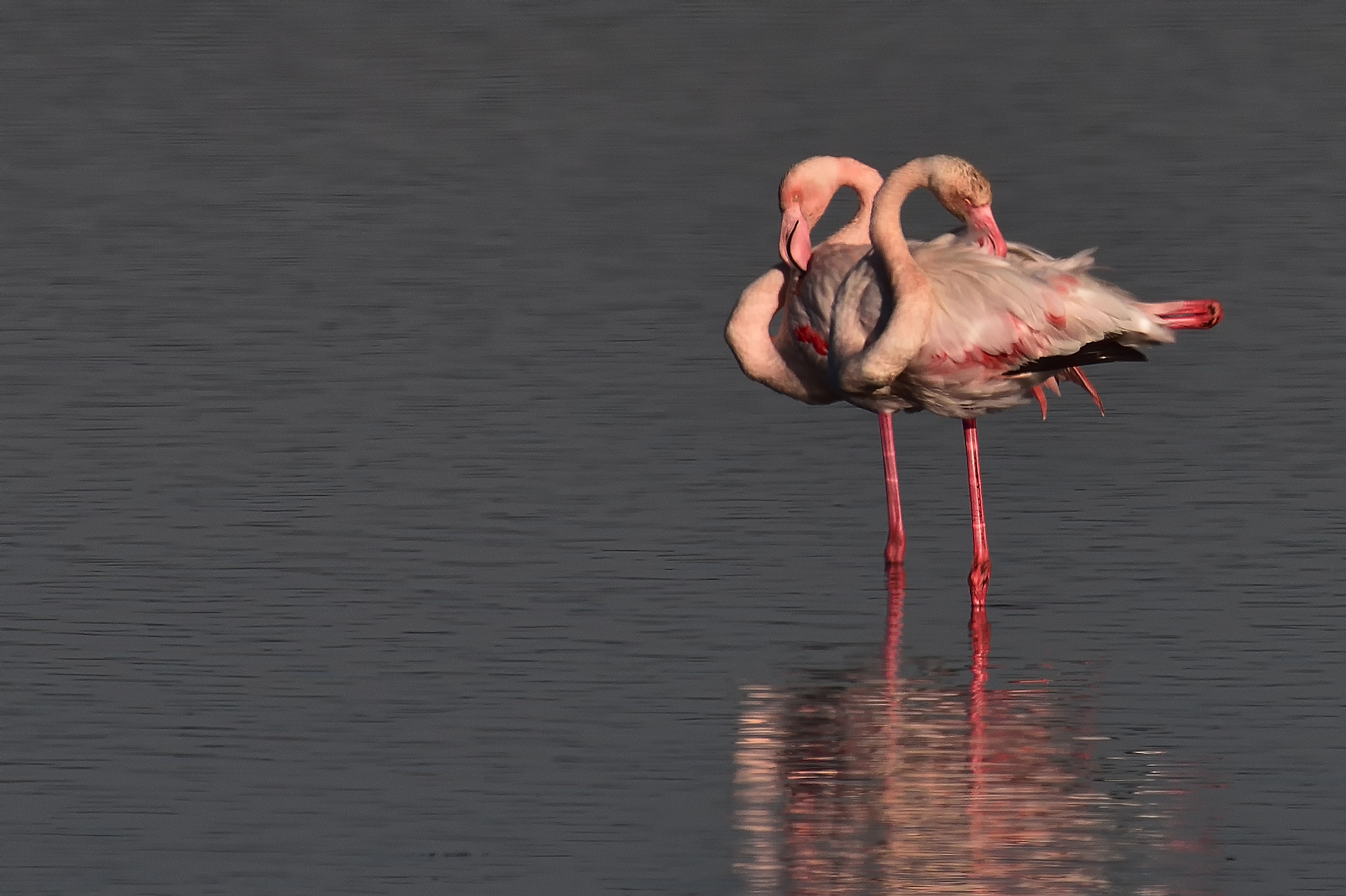 Con due teste si fà prima!