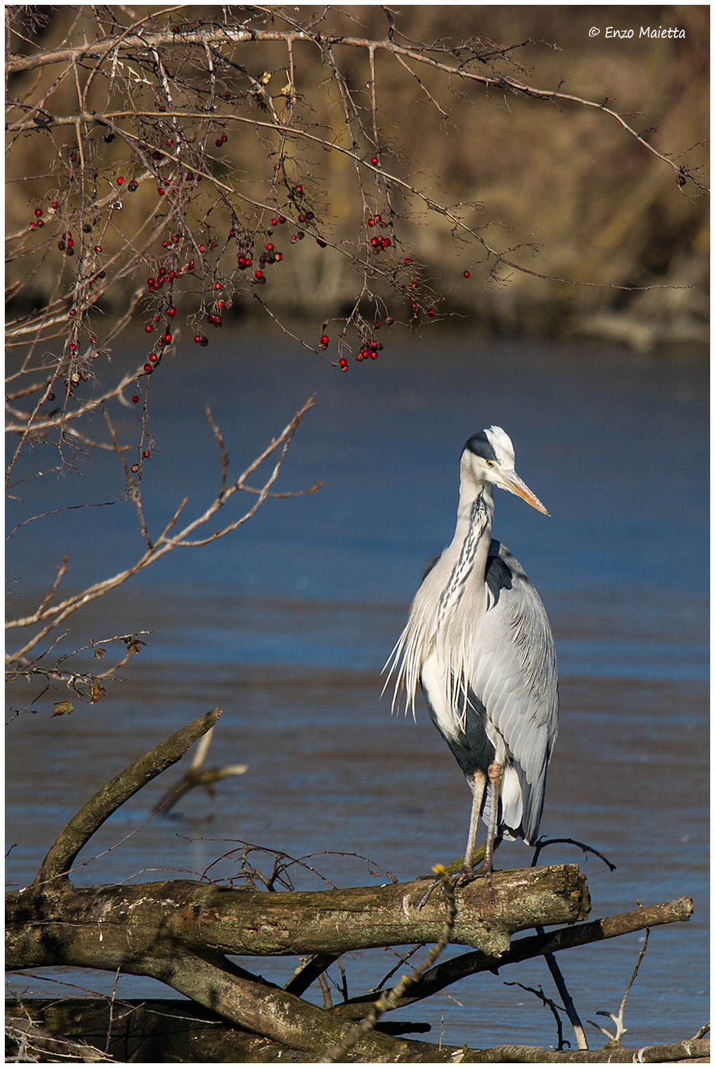 Torrile Grey Heron