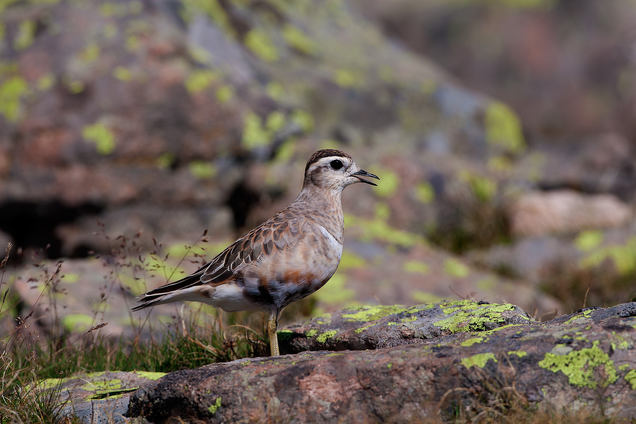 dotterel