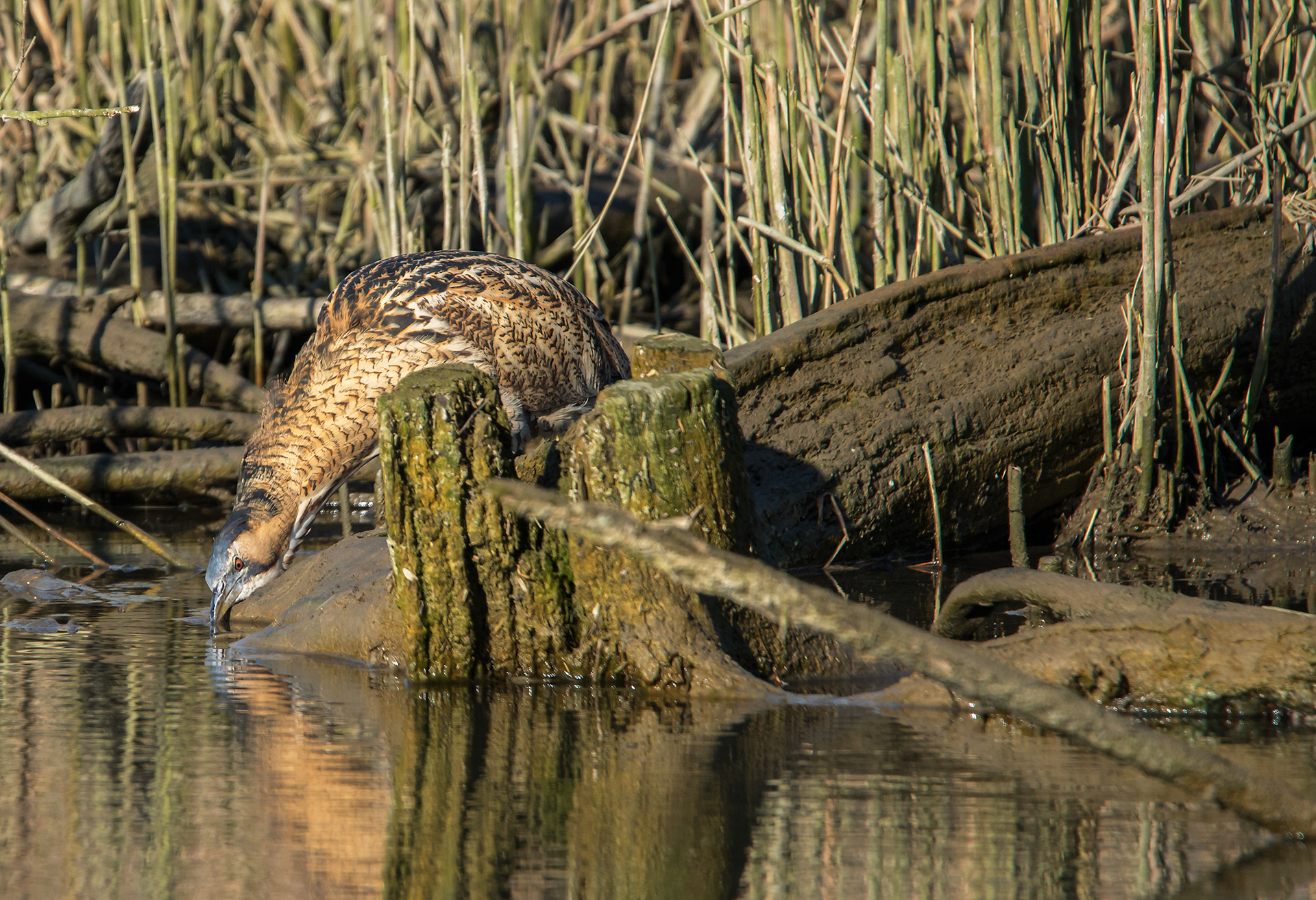 bittern