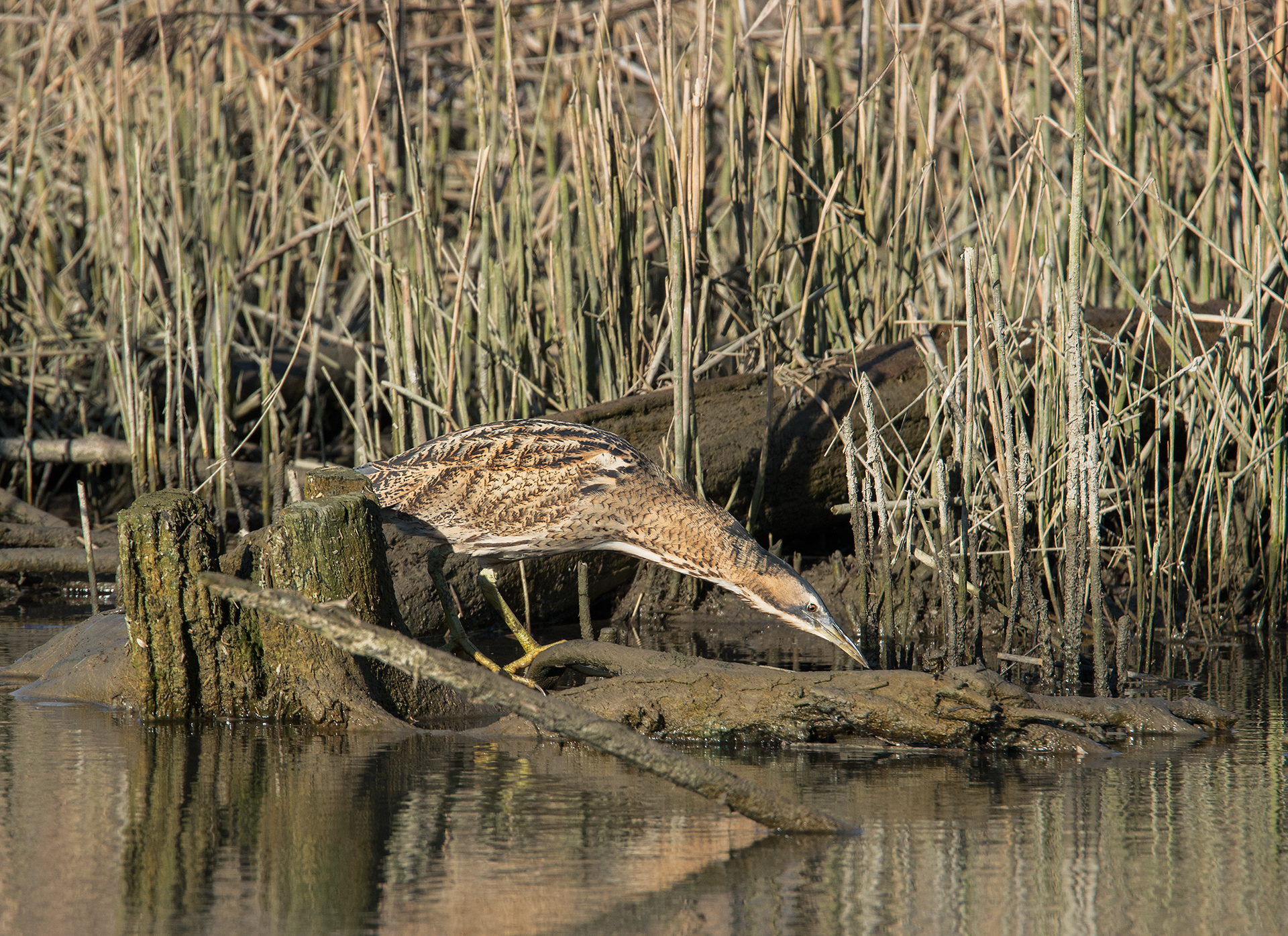 bittern