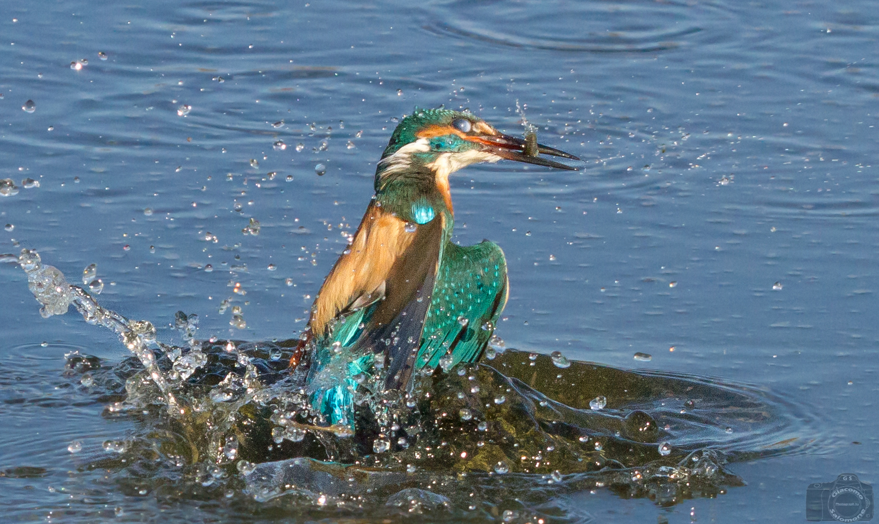 Kingfisher outgoing water with fish.
