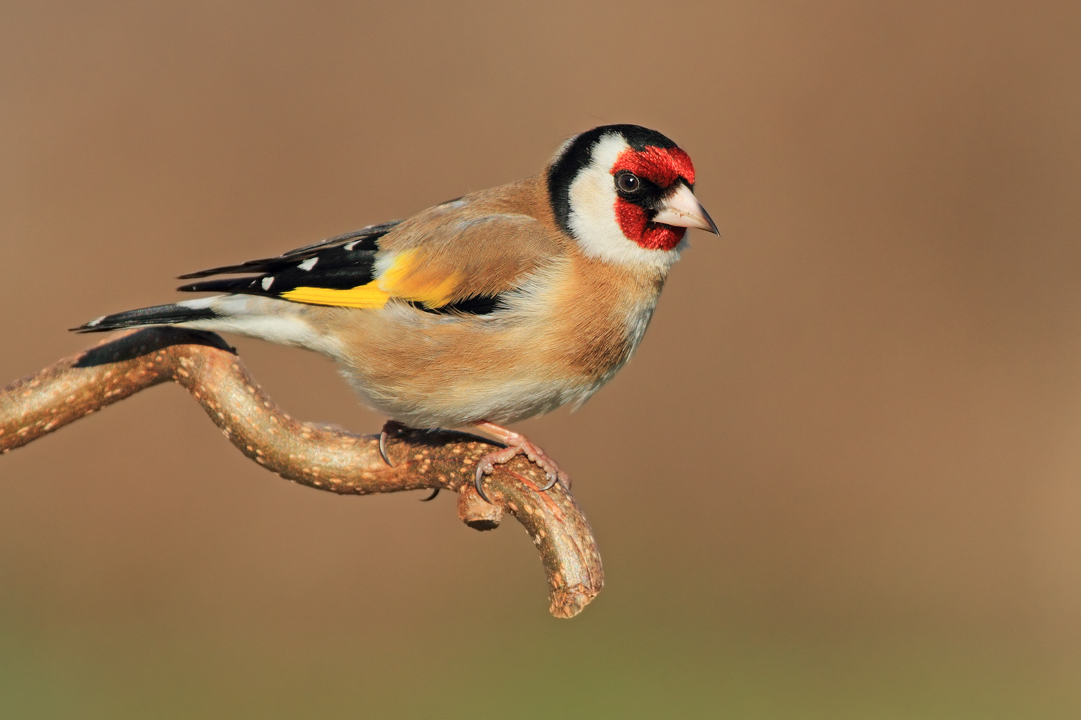 Goldfinch