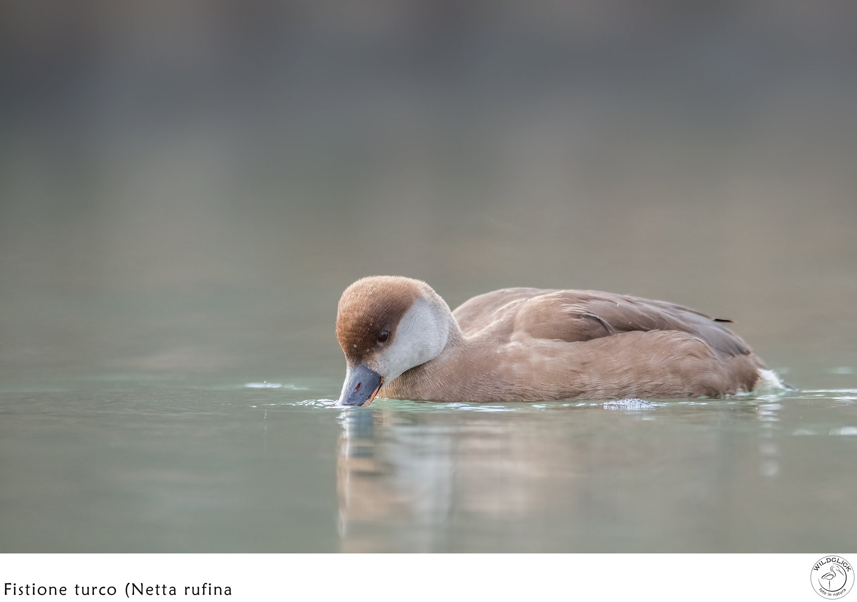 Turkish Pochard (Netta rufina)