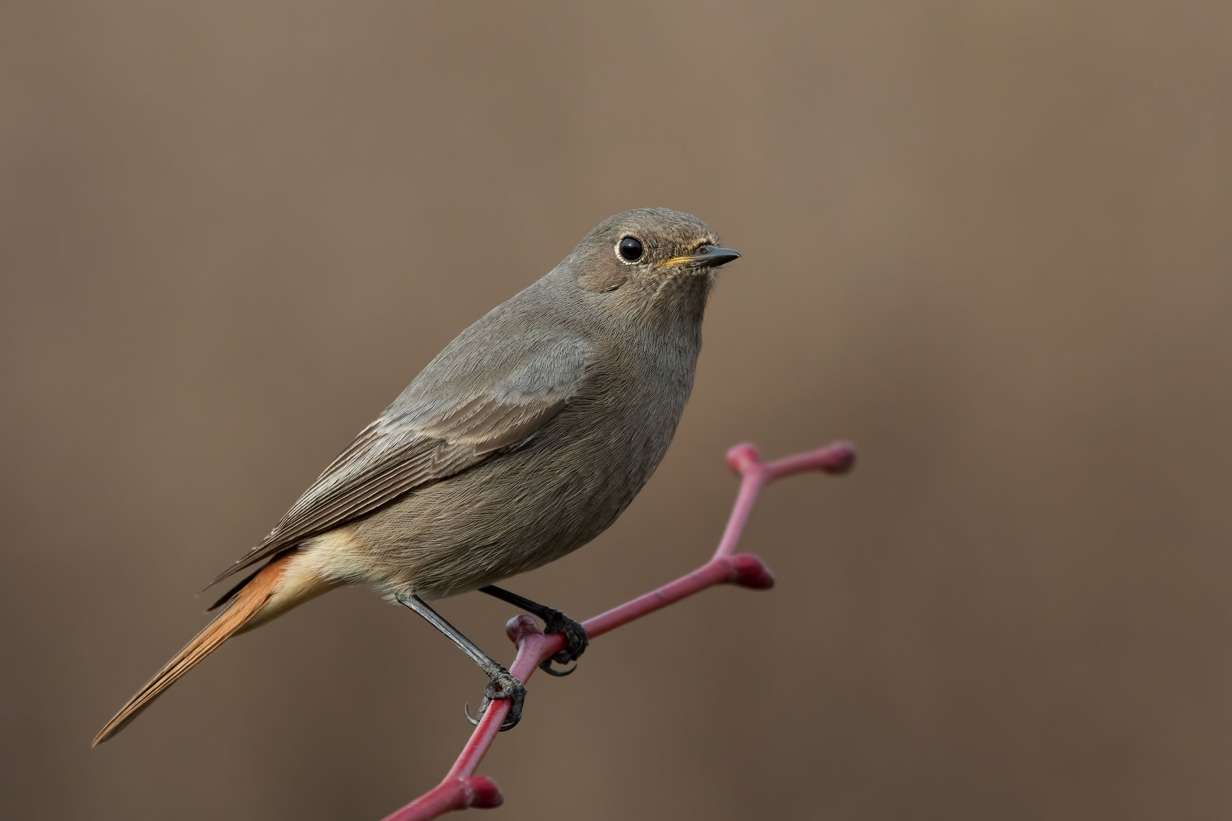 Codirosso spazzacamino (f)