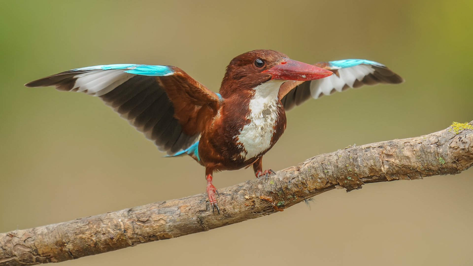 Halcyon smyrnensis » White-throated Kingfisher
