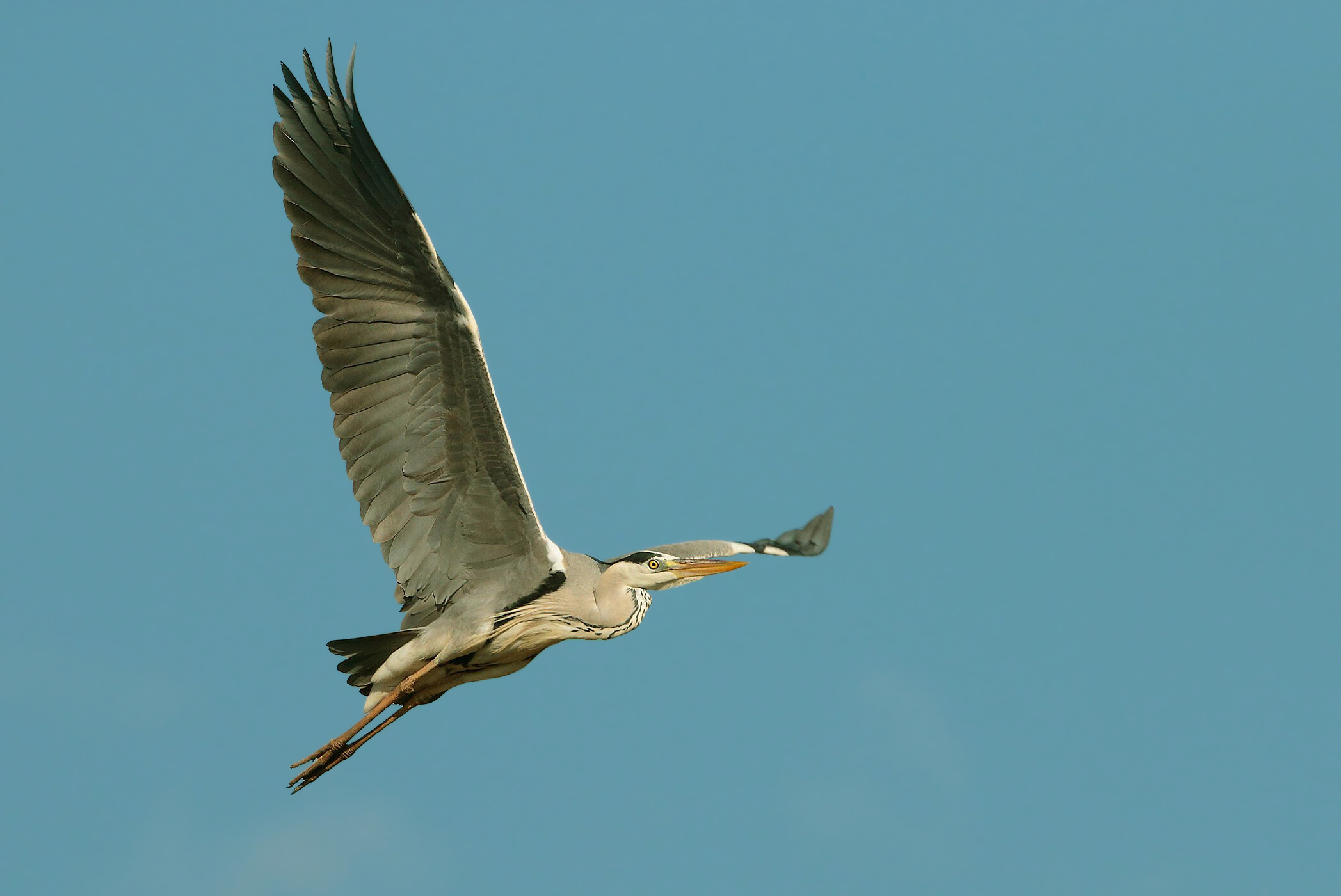 Airone cenerino fine 2016