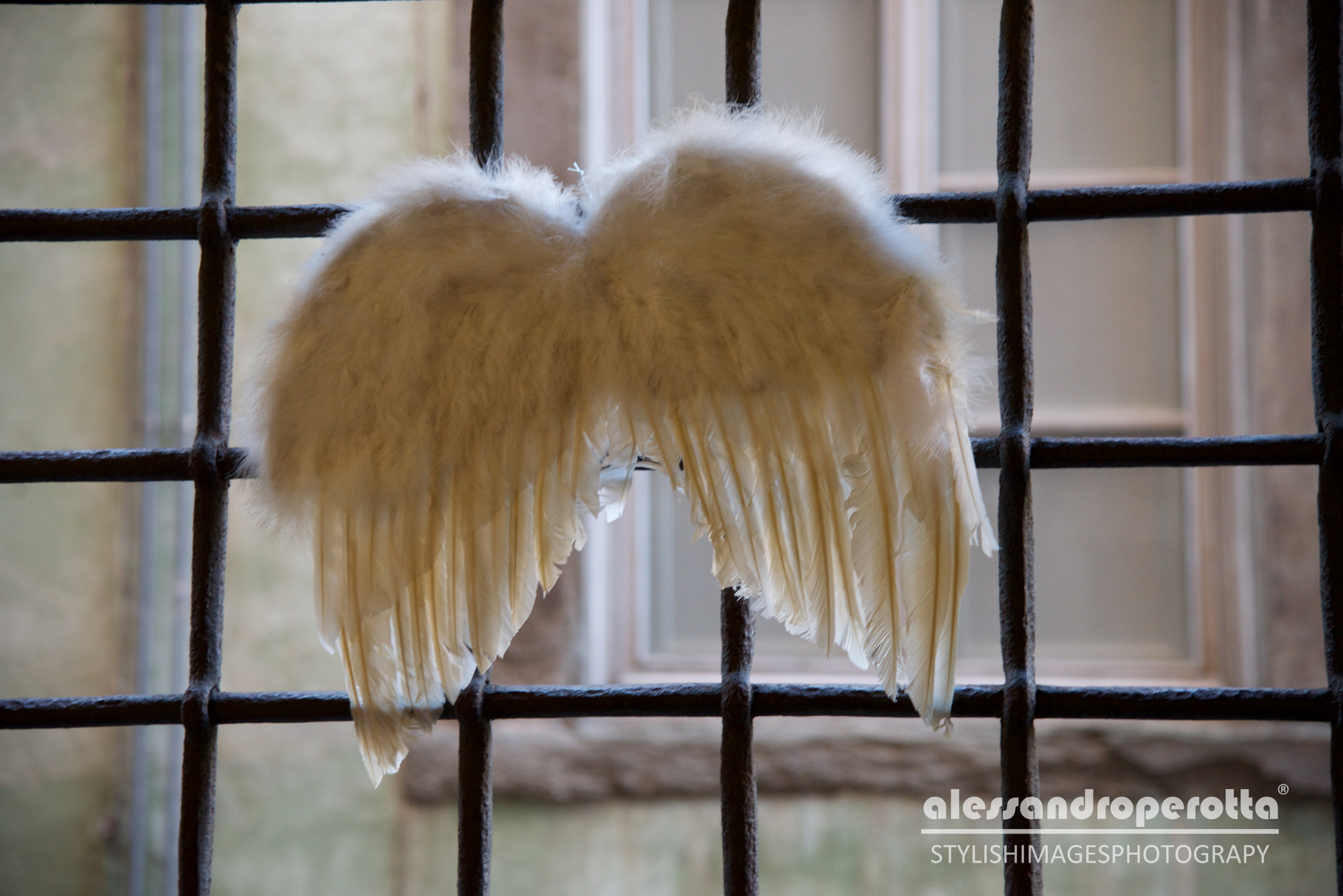 Le ali della libertà...