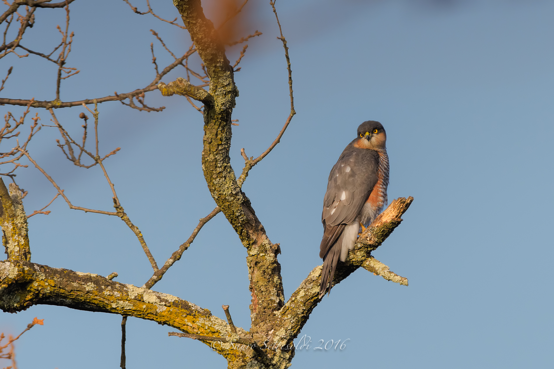 sparrowhawk