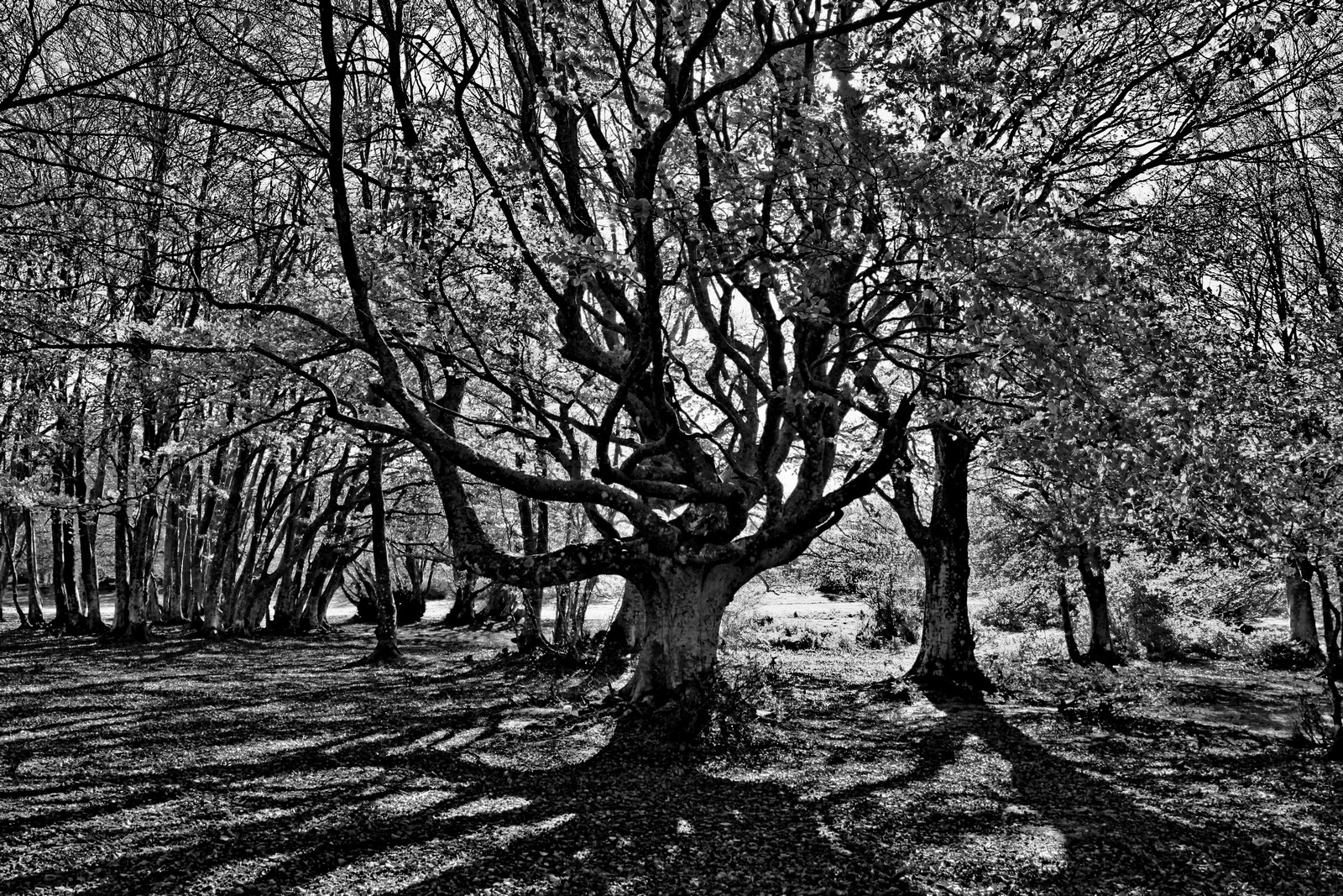 ... mi ritrovai per una selva oscura