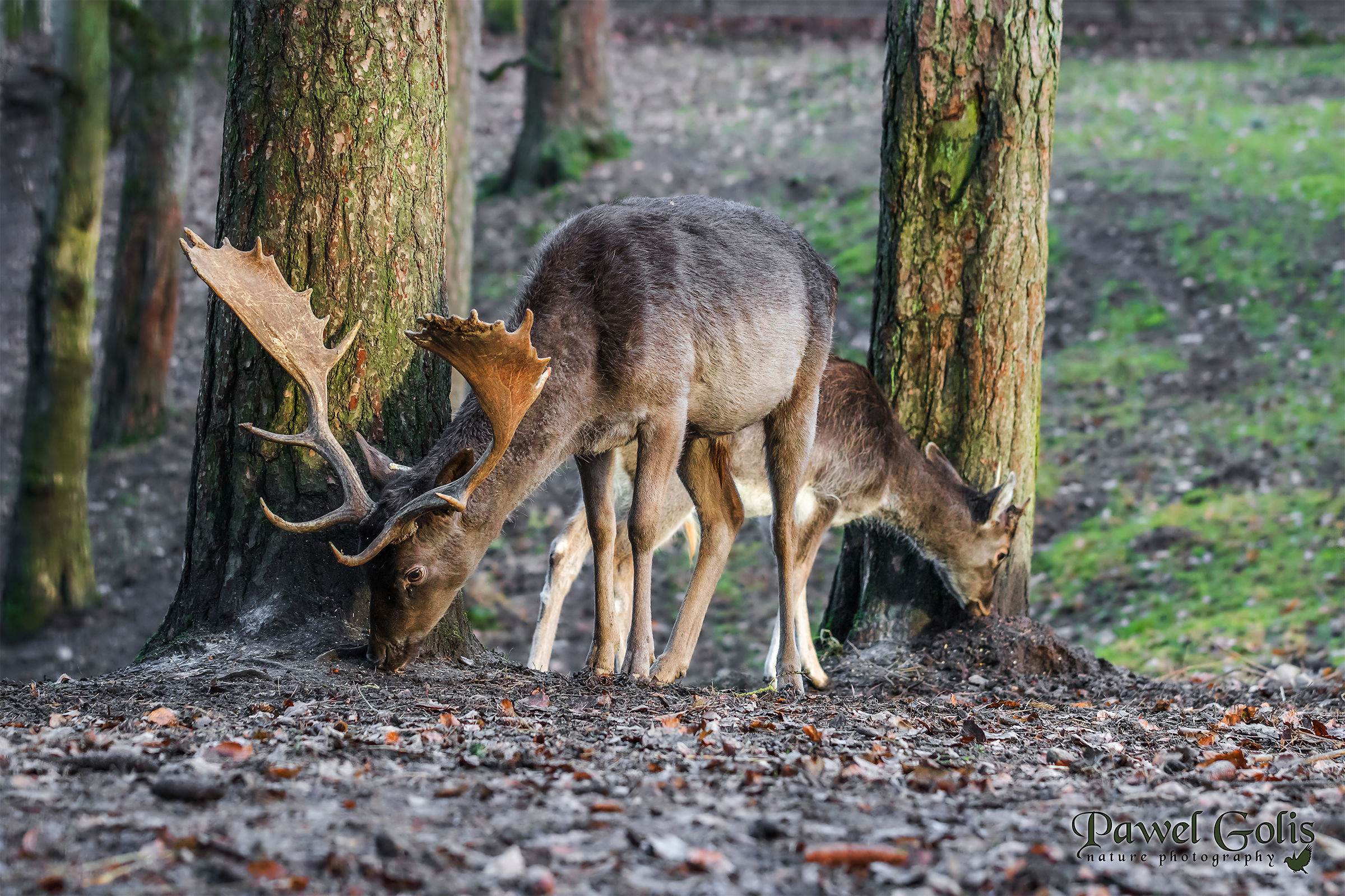 Fallow deer (Dama dama)