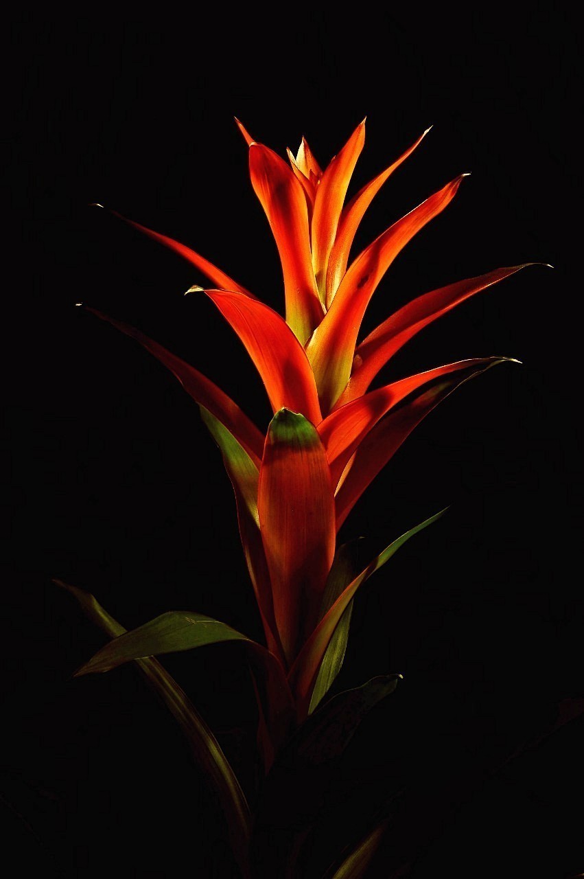 Guzmania (bromeliad)