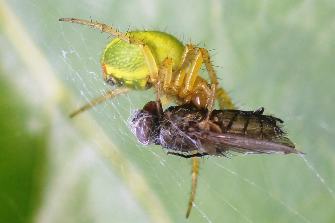 Il pasto del predatore.