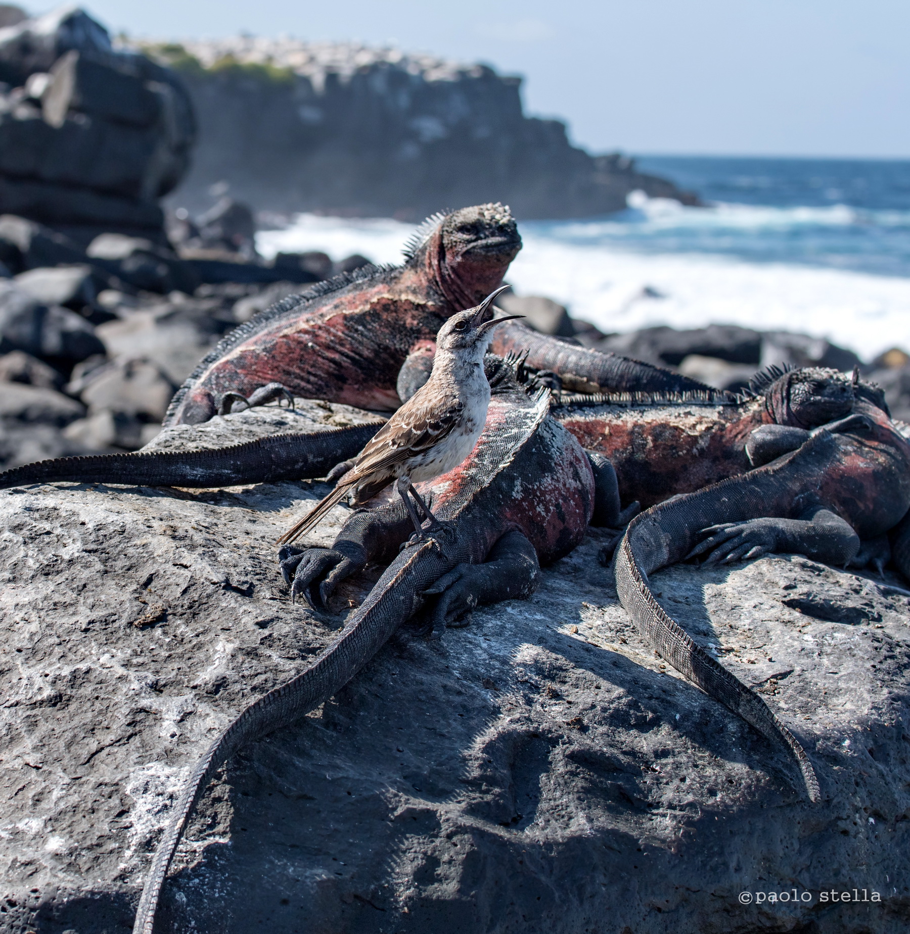 Galapagos Mockingbird & Marine Iguanas