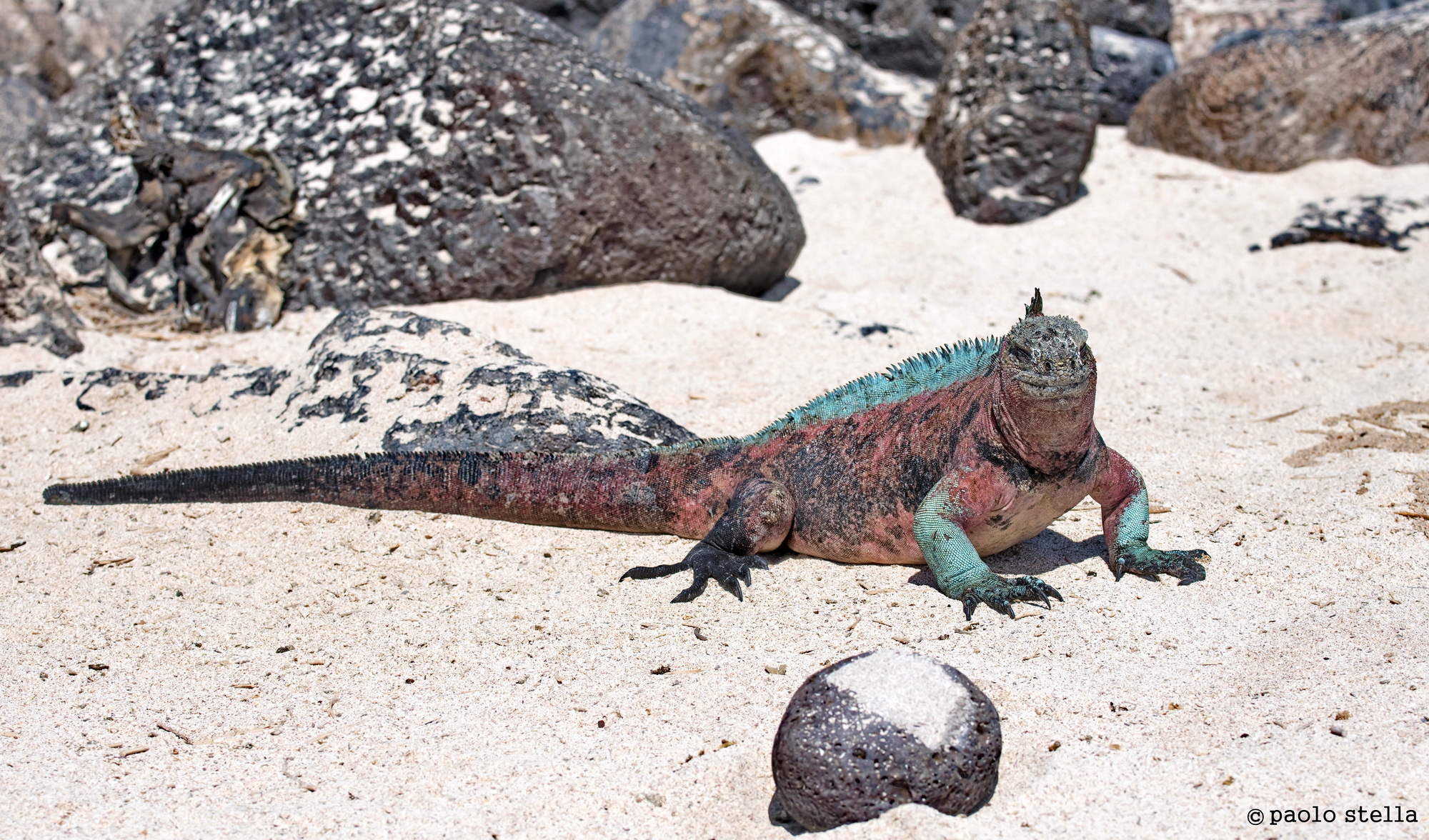 marine iguana on the beach