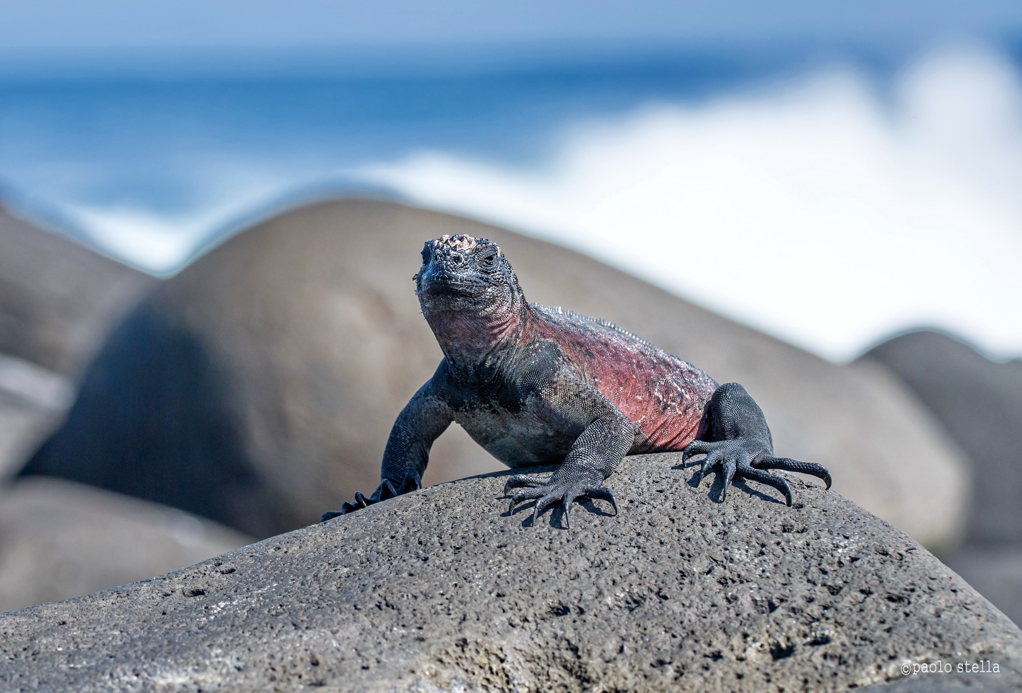 iguana on the rocky shore