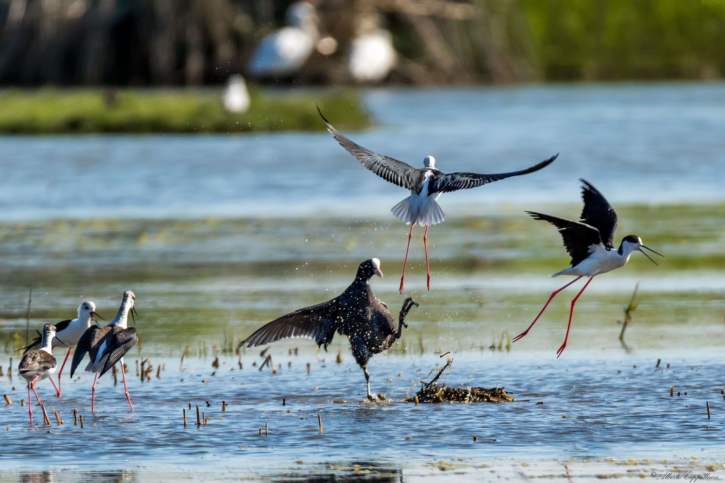 Scommesse clandestine