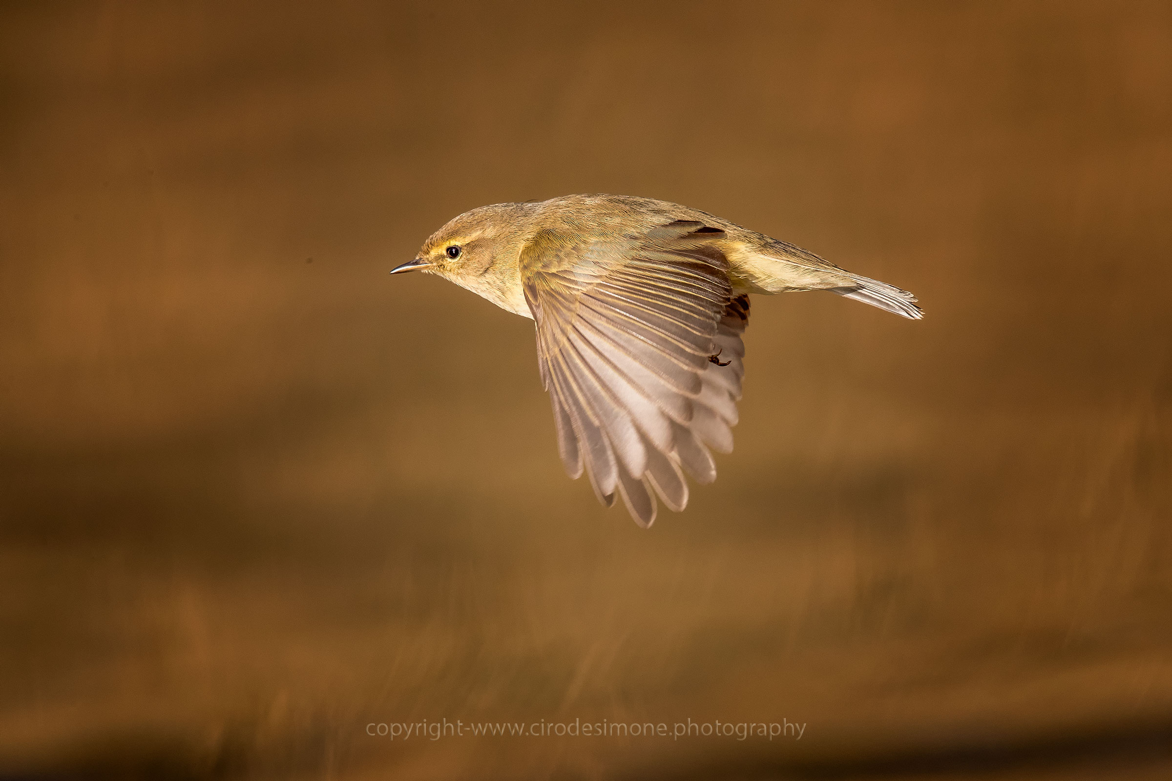 Luì Piccolo in volo