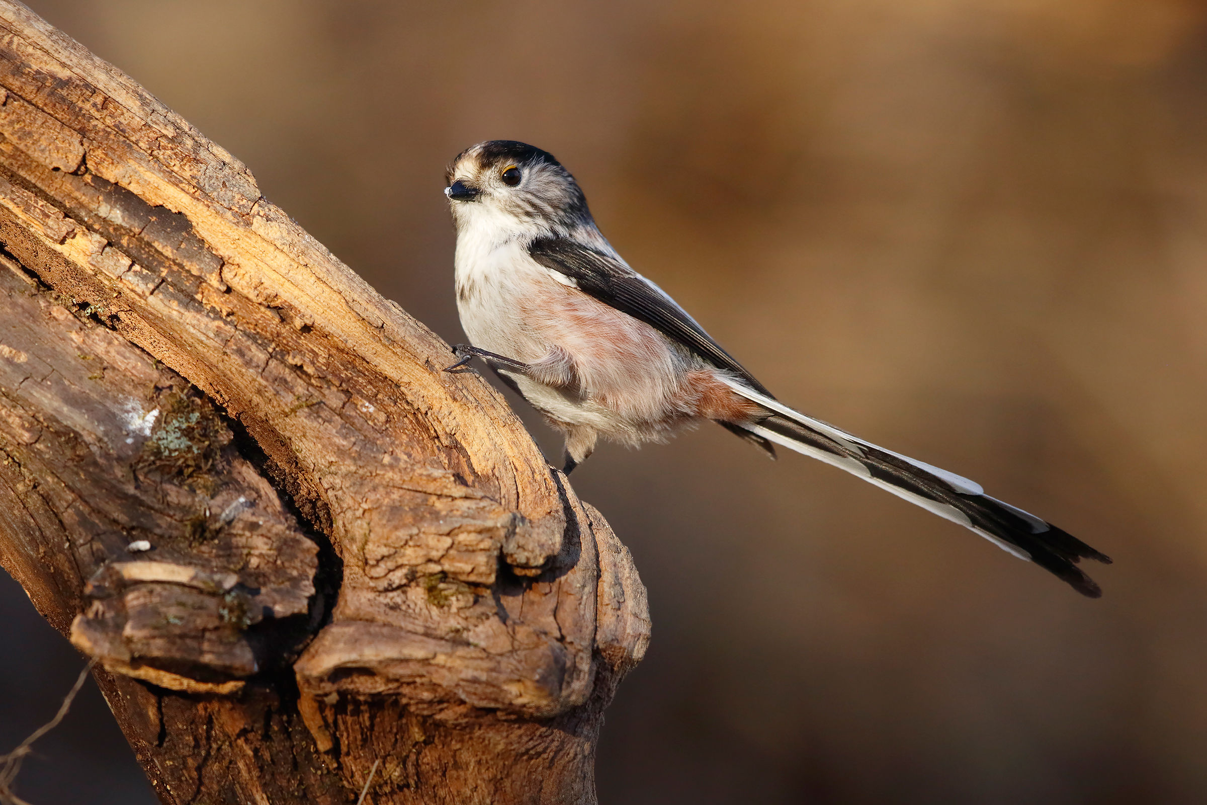 Long-tailed Tit