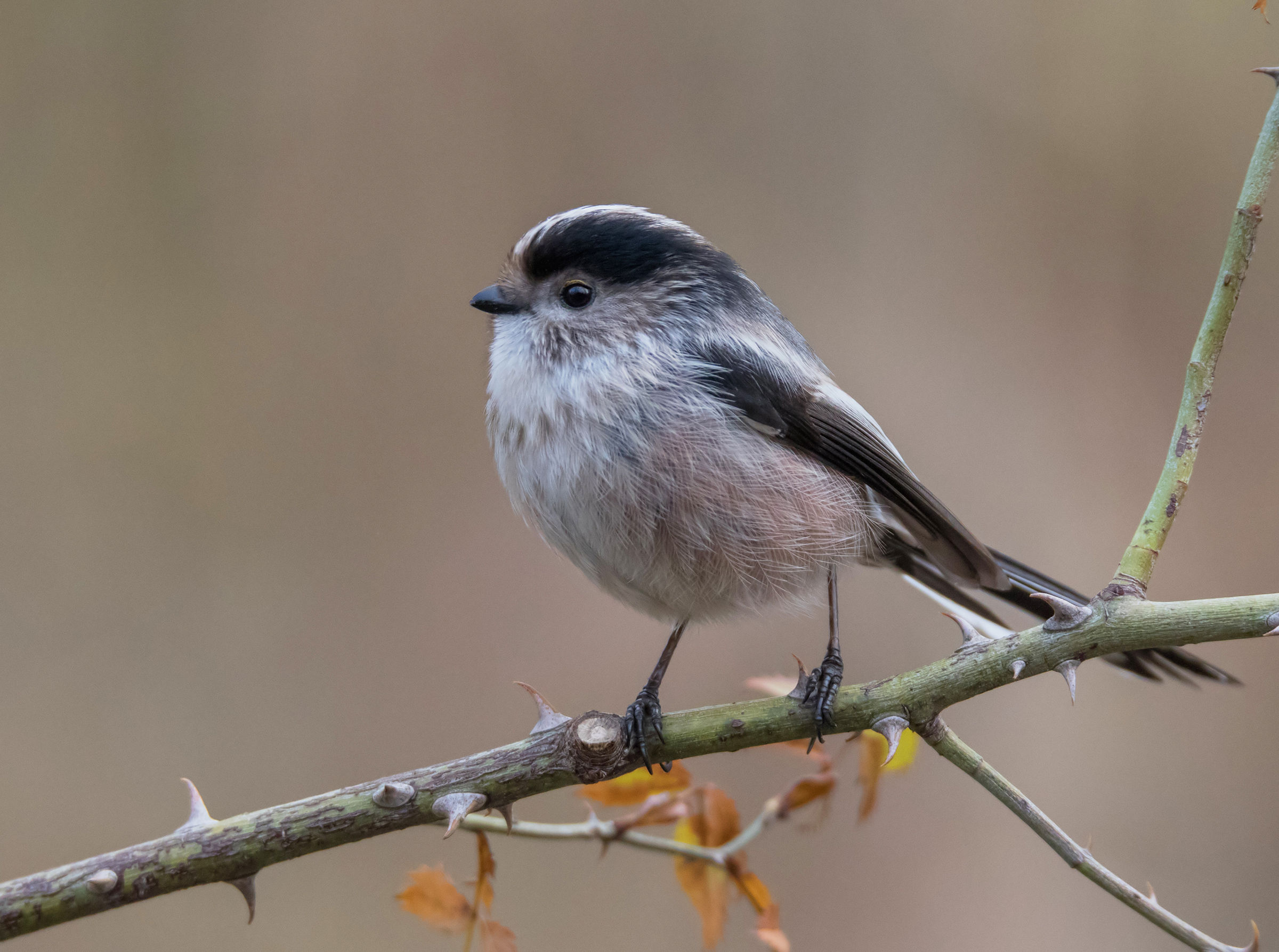 Long-tailed Tit