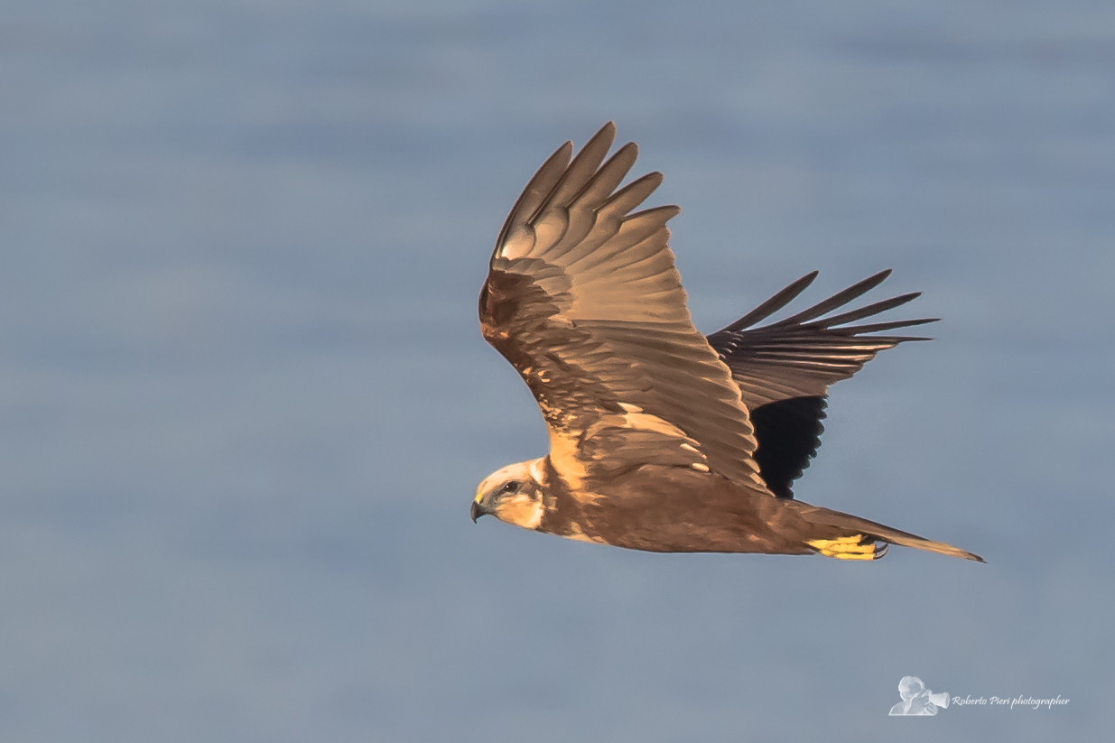female marsh harrier