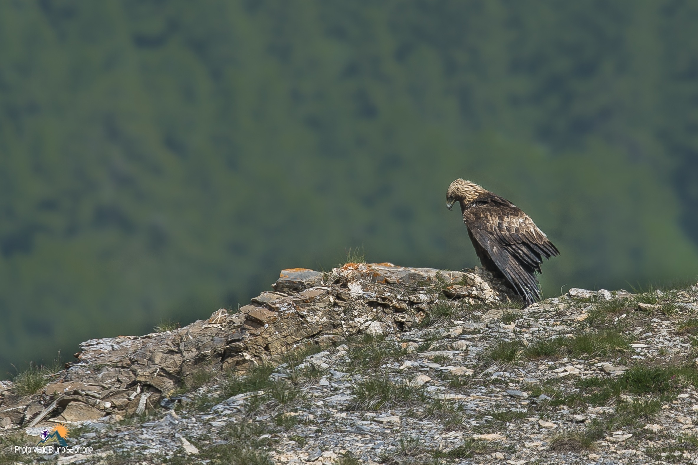Attesa,prima della caccia.