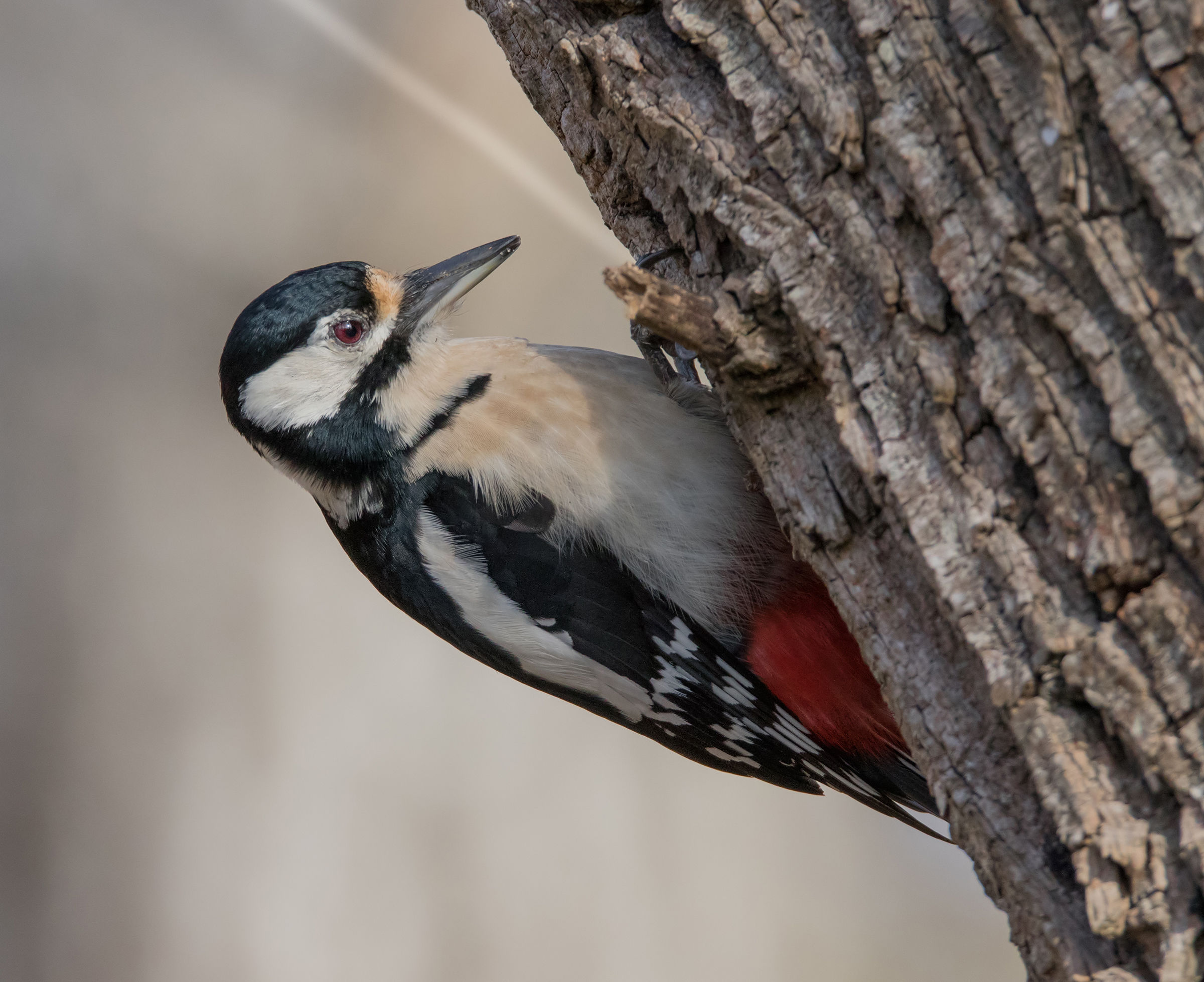 Spotted Woodpecker (f)