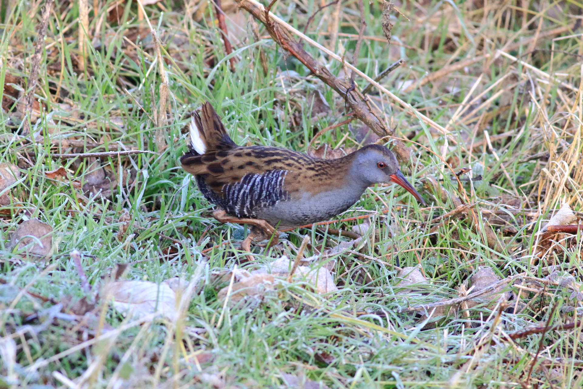 Water Rail