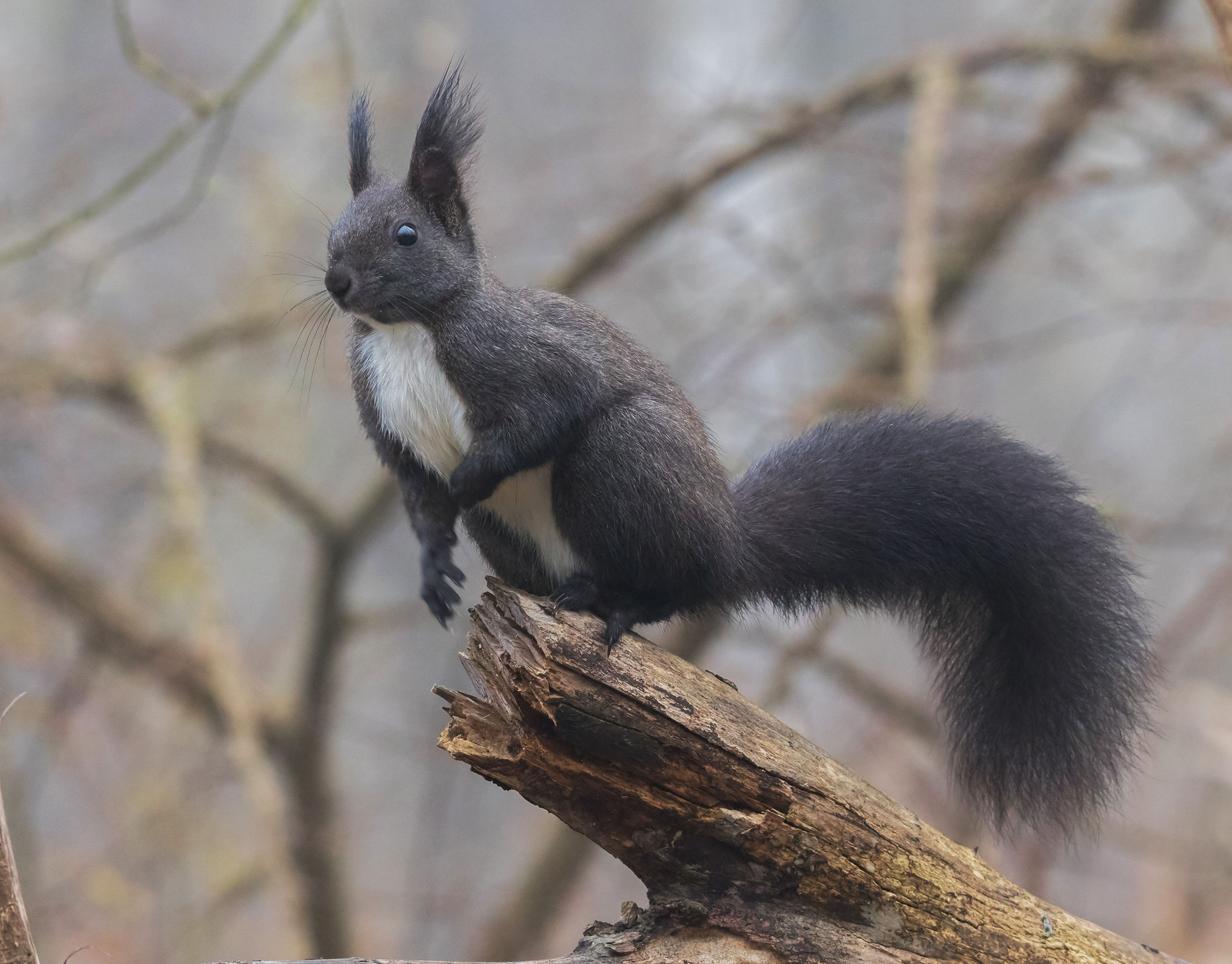 red squirrel or common