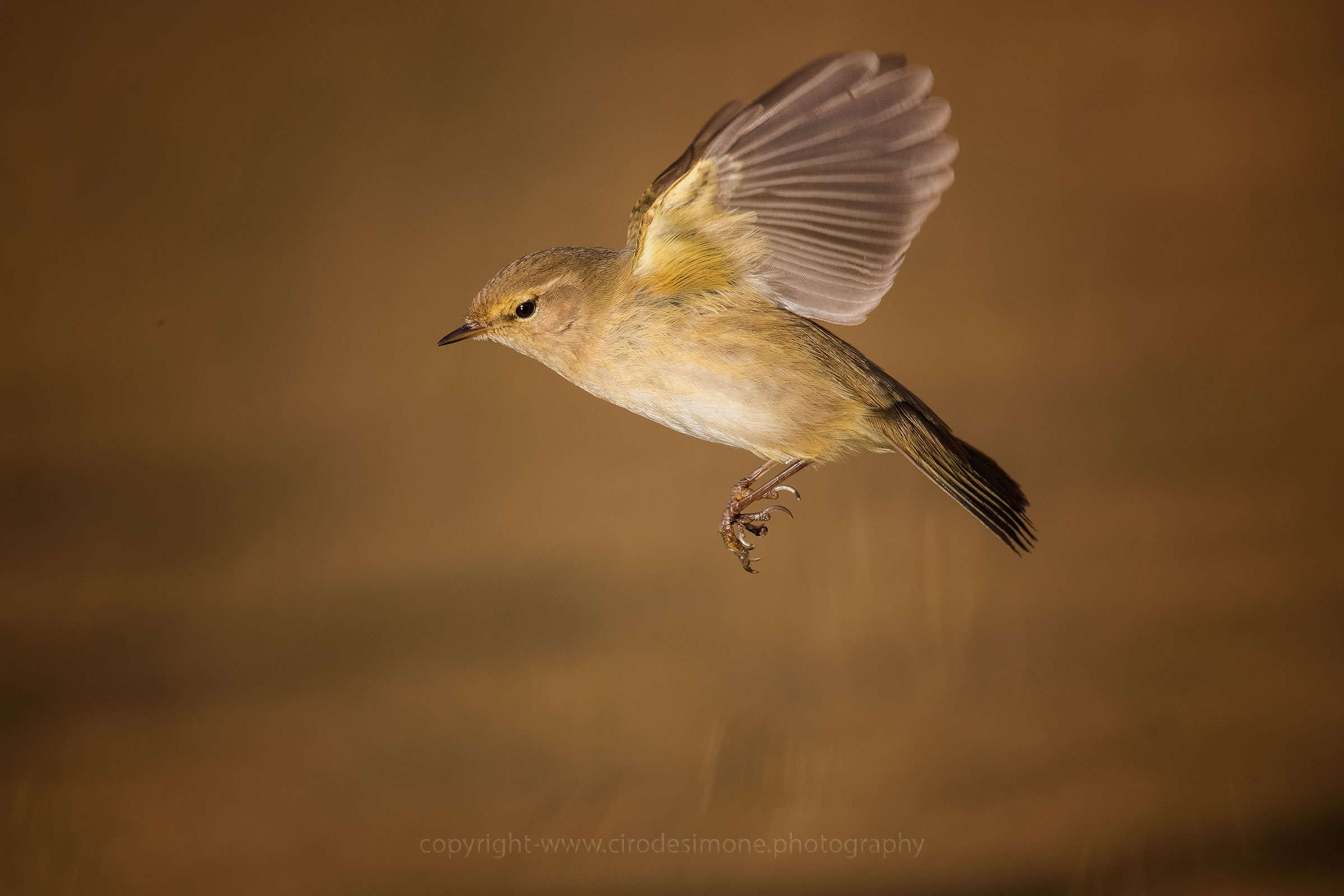 Un piccolo diavoletto