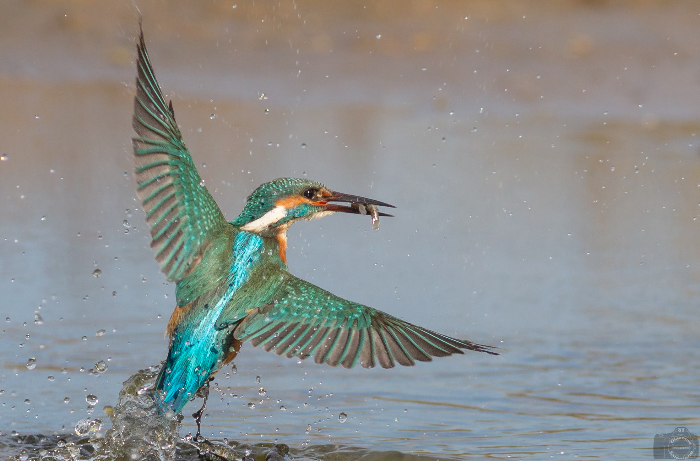 Kingfisher with a fish
