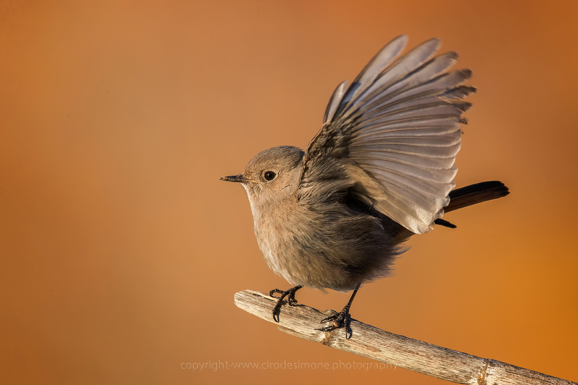 Codirosso spazzacamino