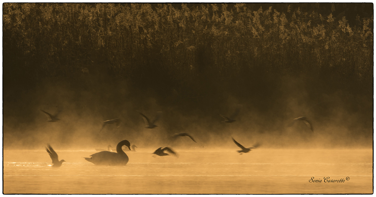 Tranquillità nel traffico...!