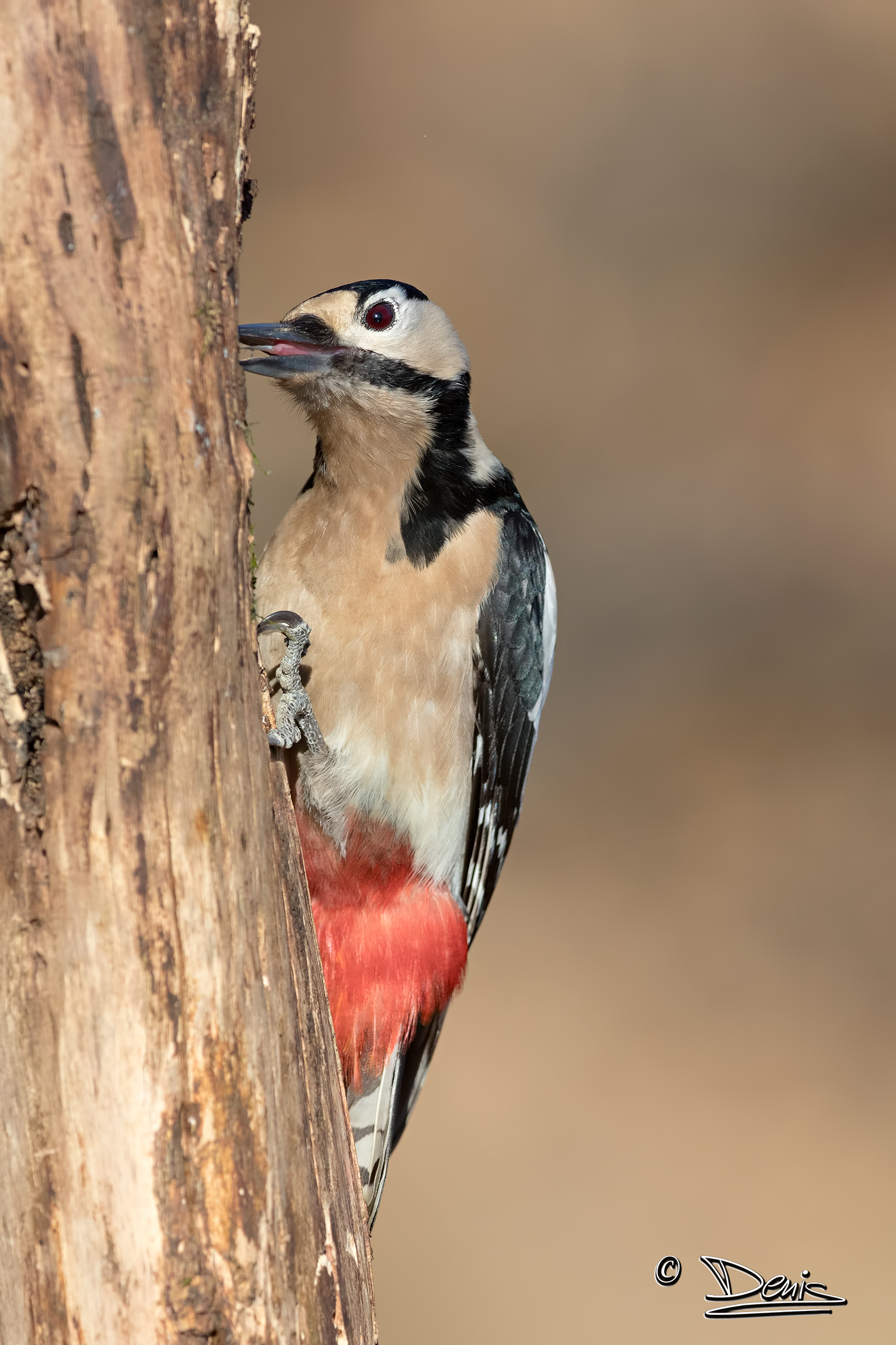 Spotted woodpecker