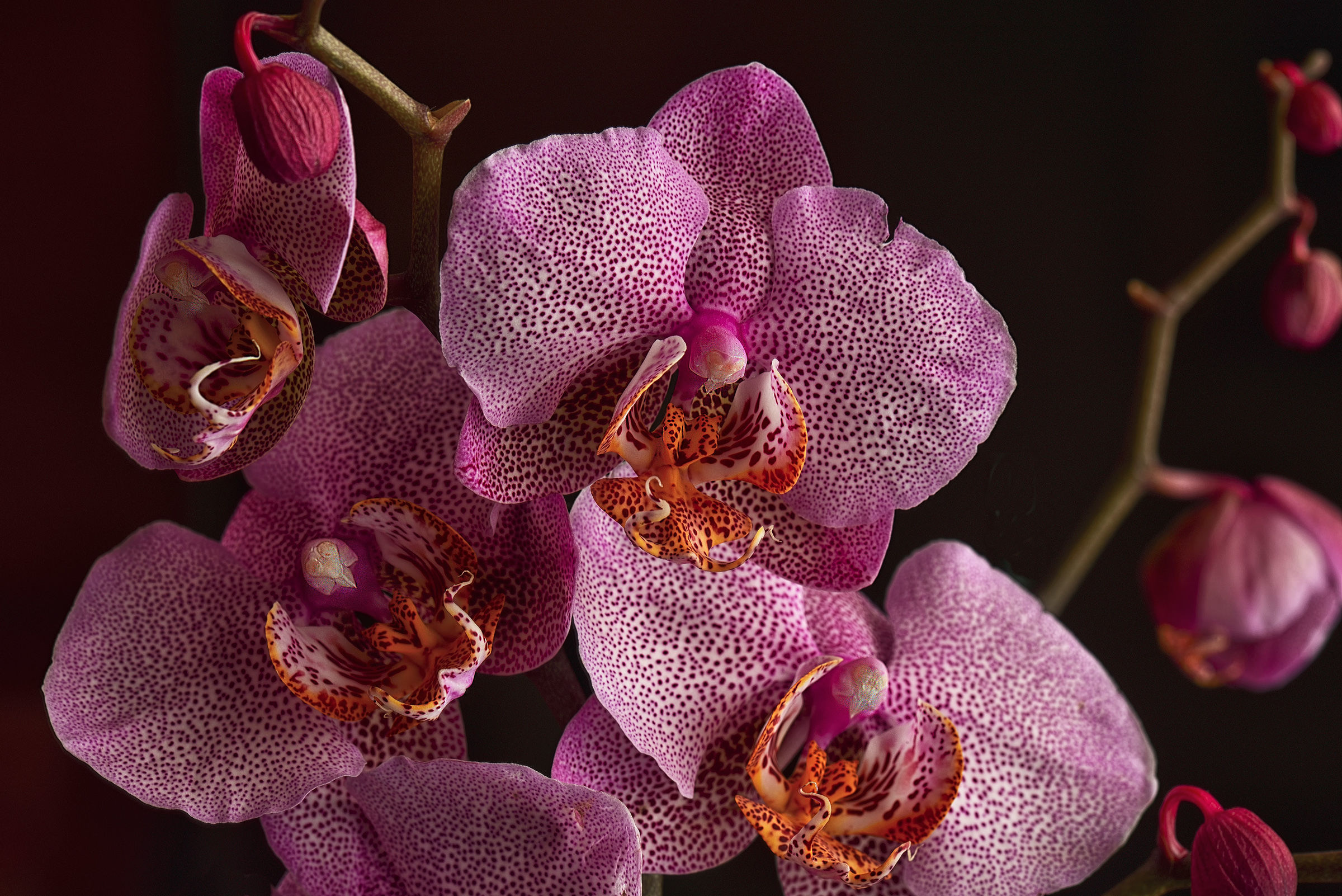 Orchid