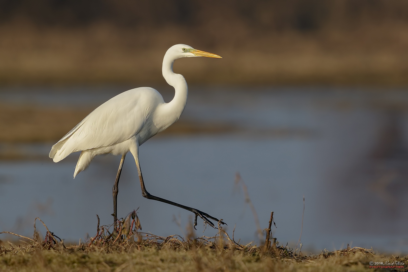 Great Egret (Ardea alba)