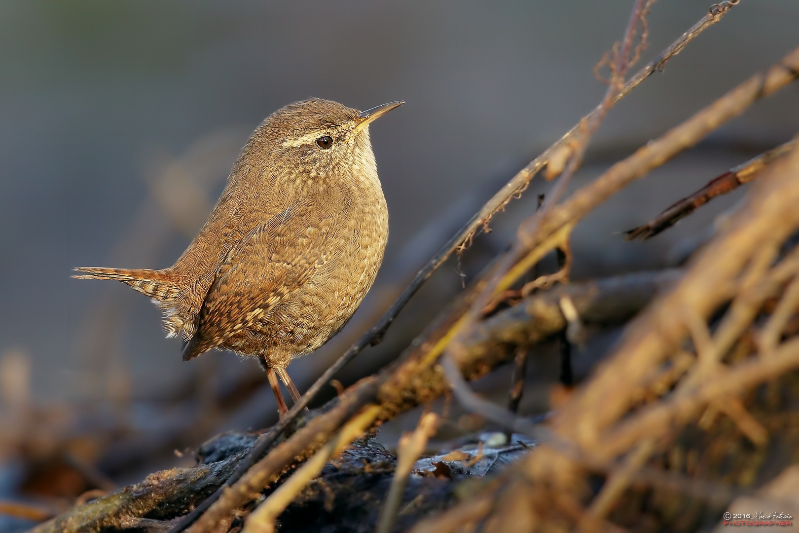 Wren (Troglodytes troglodytes)