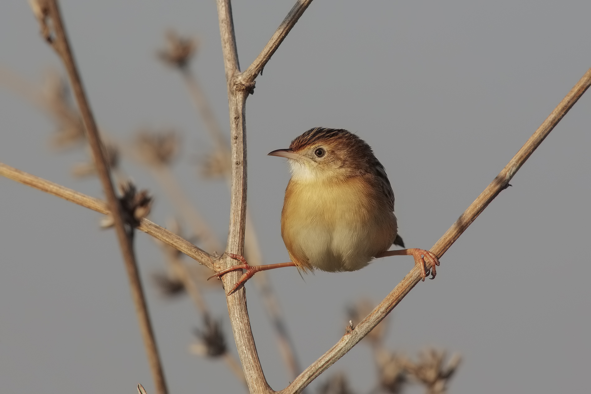 primi approcci con la nuova arrivata...