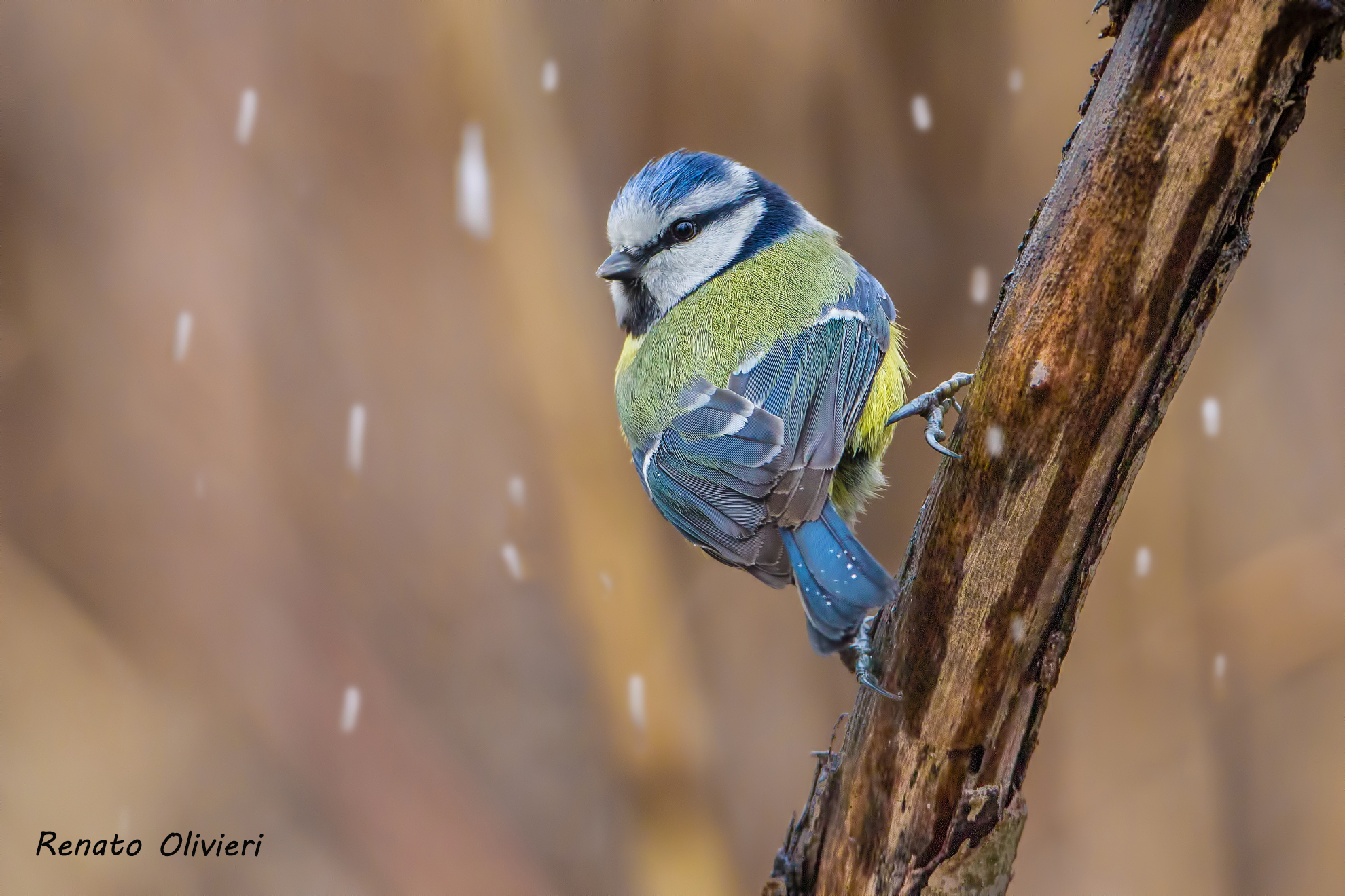 Photographed by fixed shed