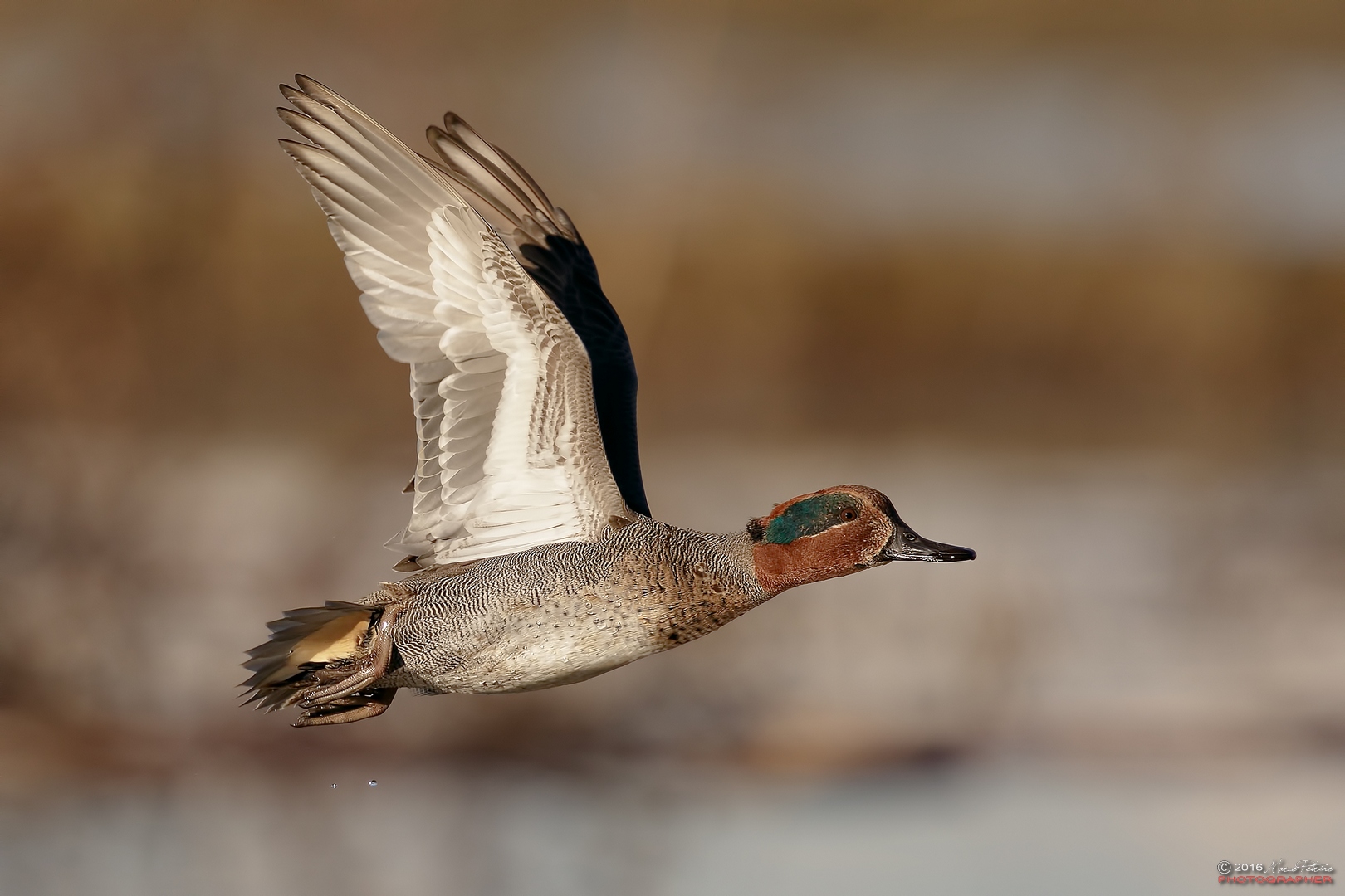 European teal (Anas crecca)