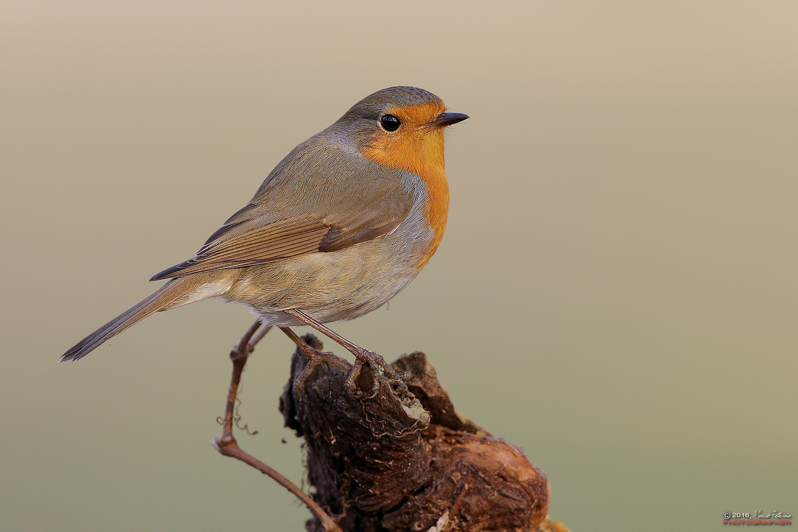 Robin (Erithacus rubecula)