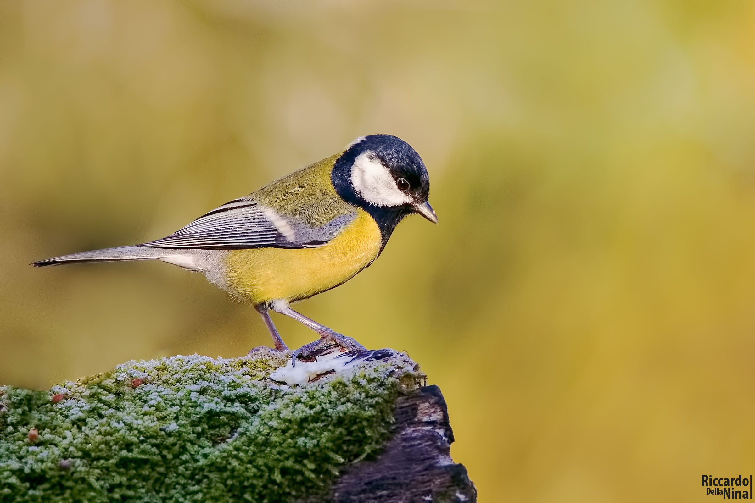 Great Tit