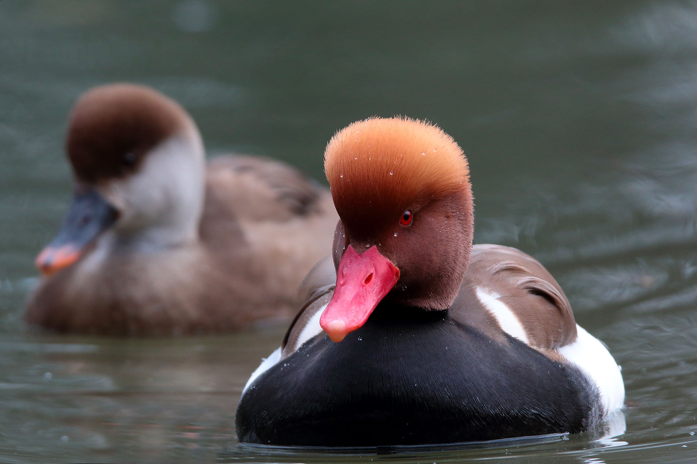 turkish male wigeon