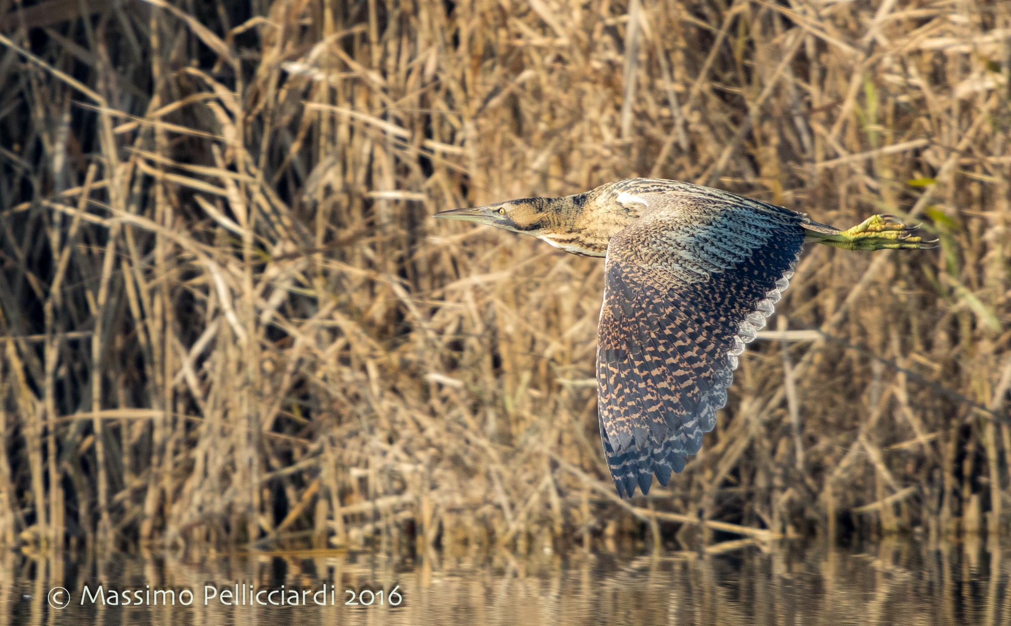 My first Bittern